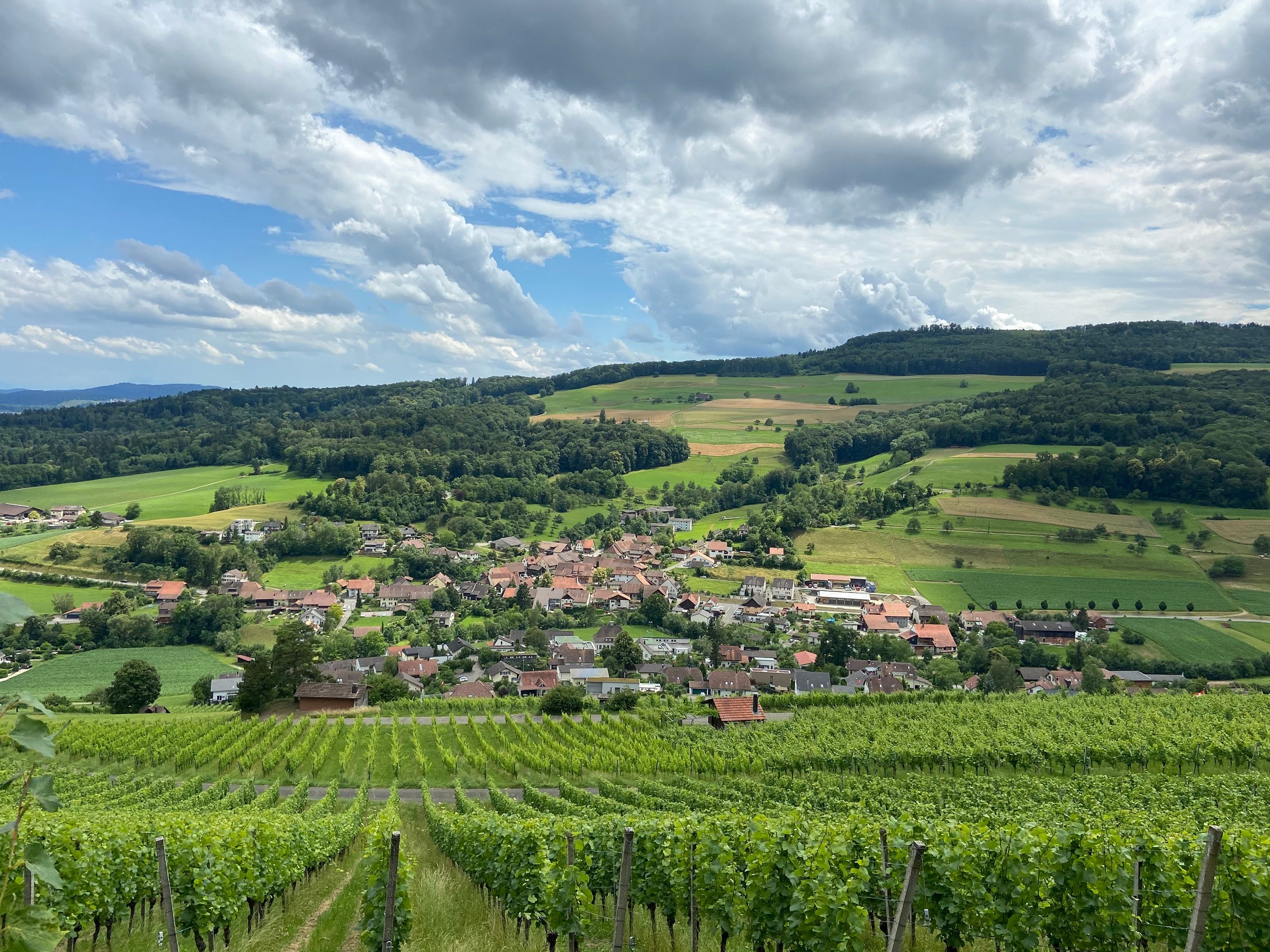 Caminhada do Vinho: Vista de Oberflachs com vinhedos, natureza e paisagem idílica no Parque Jurássico de Aargau
