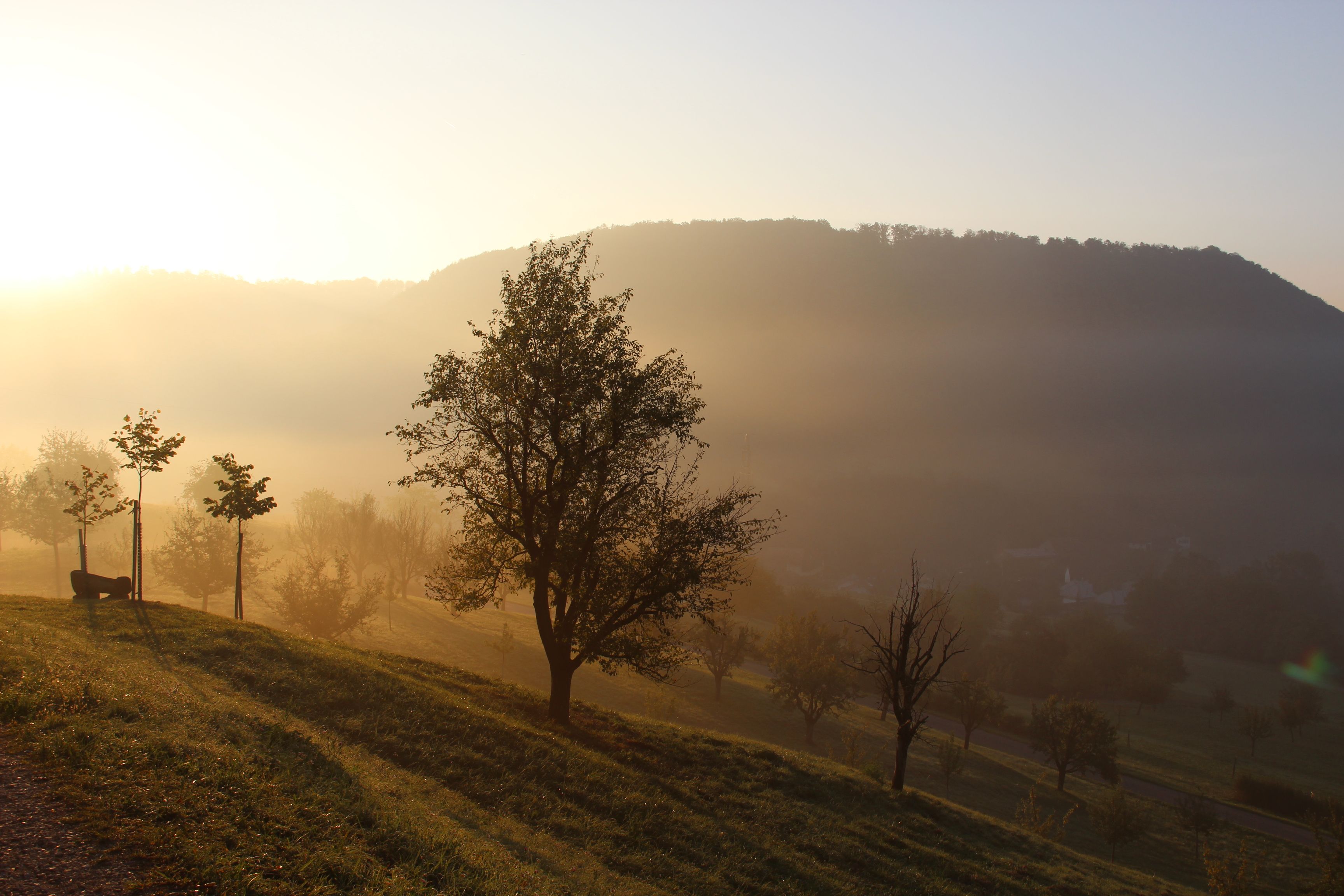 Kubah Pokok Wittnau: landskap yang indah dengan kabut, pokok dan bukit lembut di musim bunga.