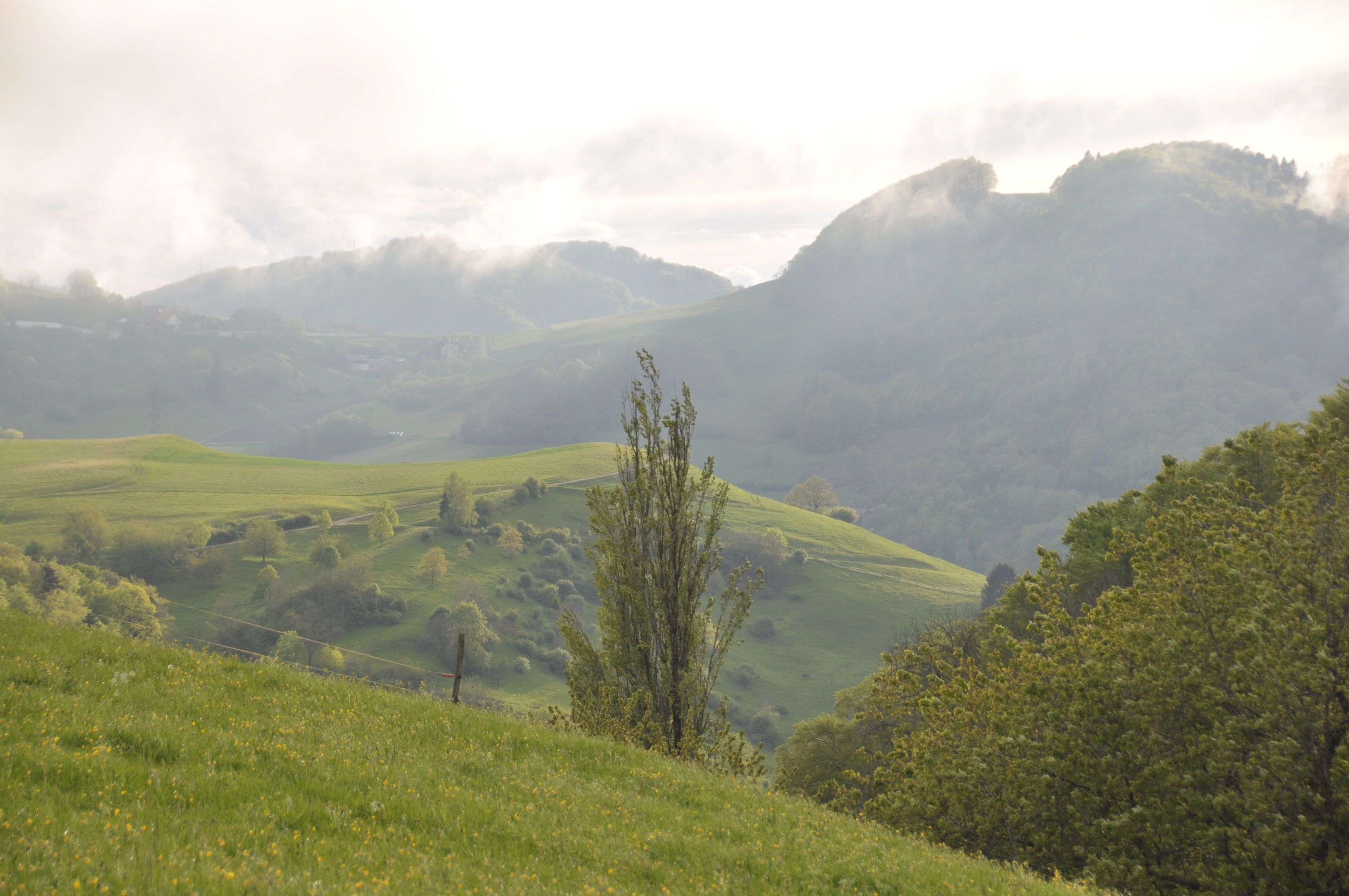 อุทยานจูราเบนเคอร์จ็อก: ทิวทัศน์ภูมิประเทศที่มีต้นไม้และทุ่งหญ้านุ่มเขียว เหมาะสำหรับคนรักธรรมชาติ.