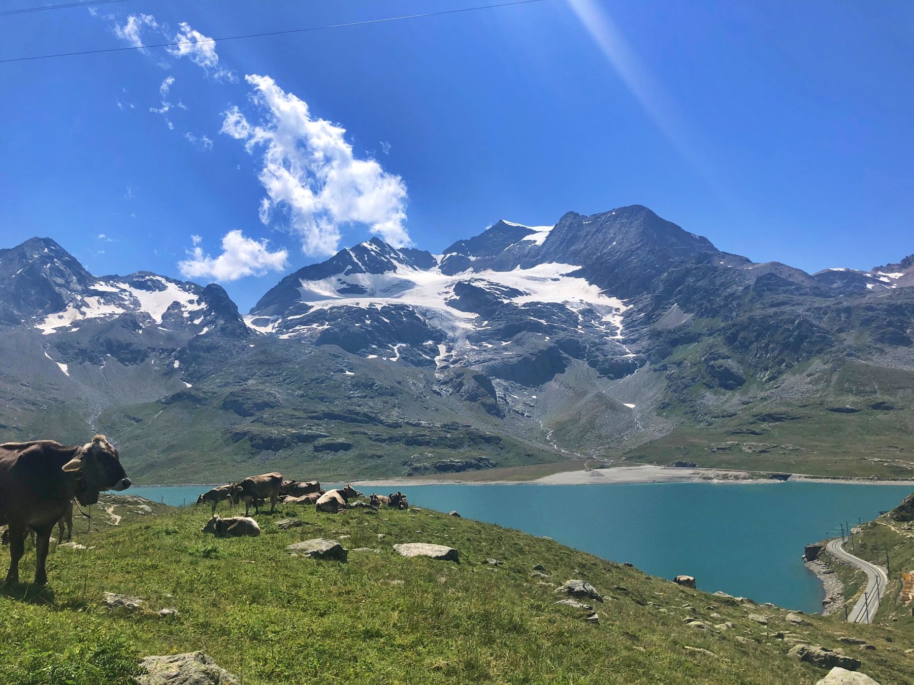 Passo Bernina con mucche e montagne, idilliaco paesaggio alpino