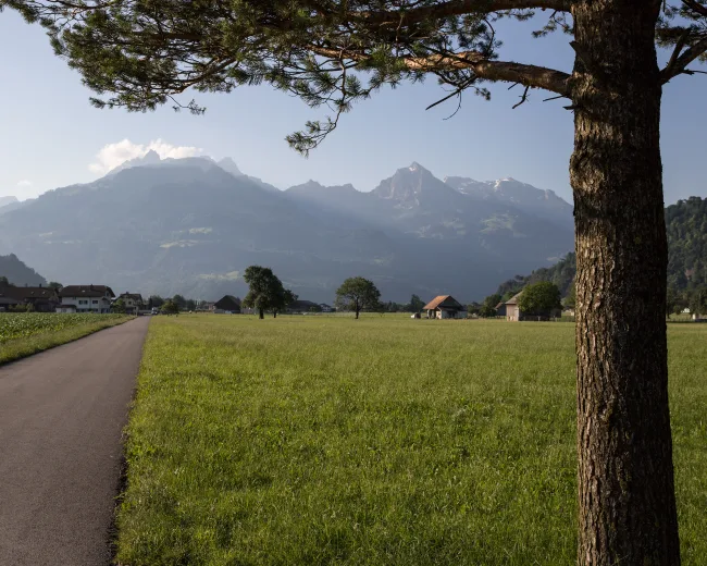 Bilten: smuk landskab med bjergene, en eng og et træ i Schweiz.