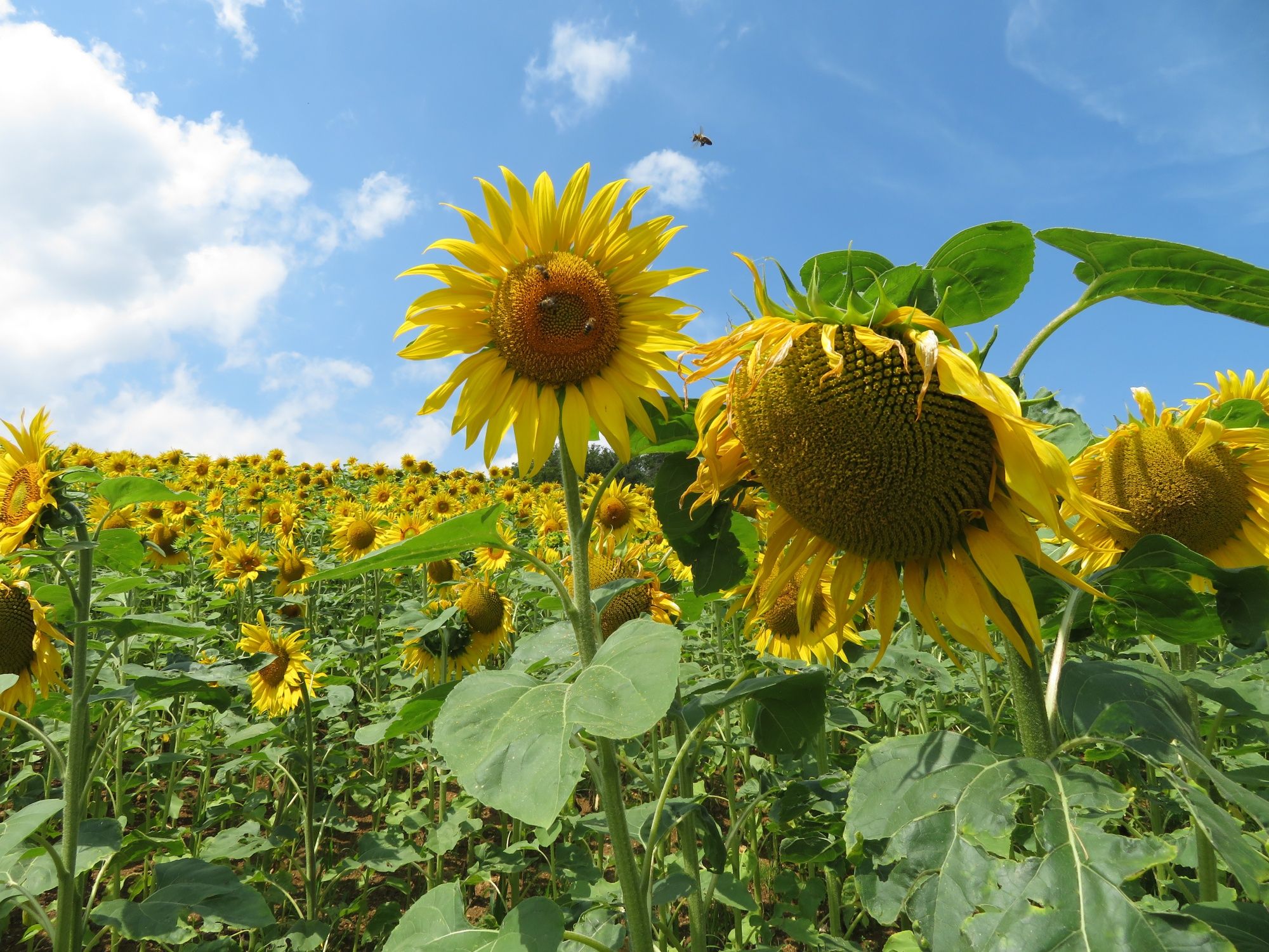 Sunflowers in the Jurapark Aargau, honeybee buzzing around the flowers, summer