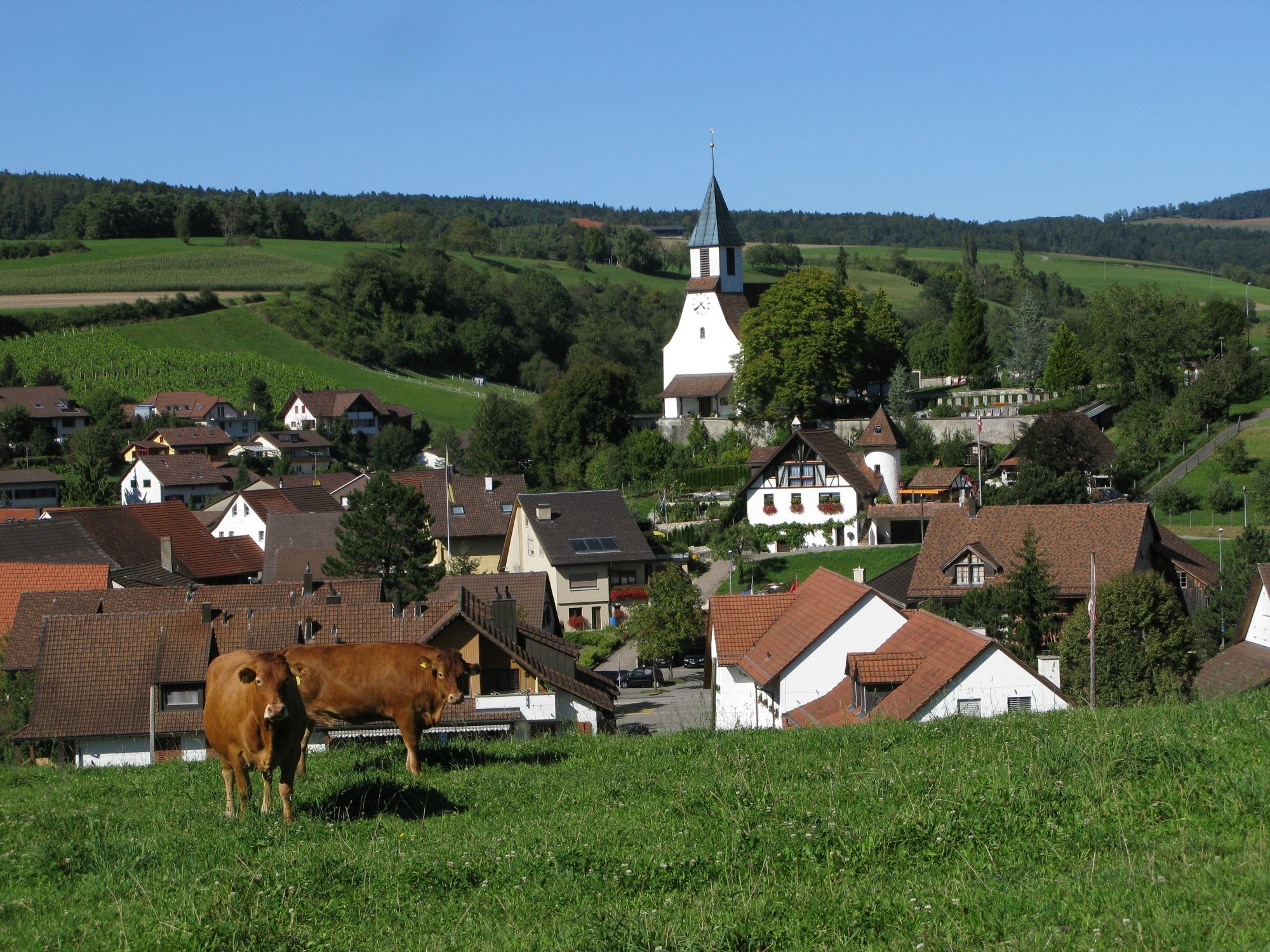 Bözen: Idaman di Taman Jurapark Aargau dengan lembu dan desa-desa yang menawan di kawasan luar bandar.