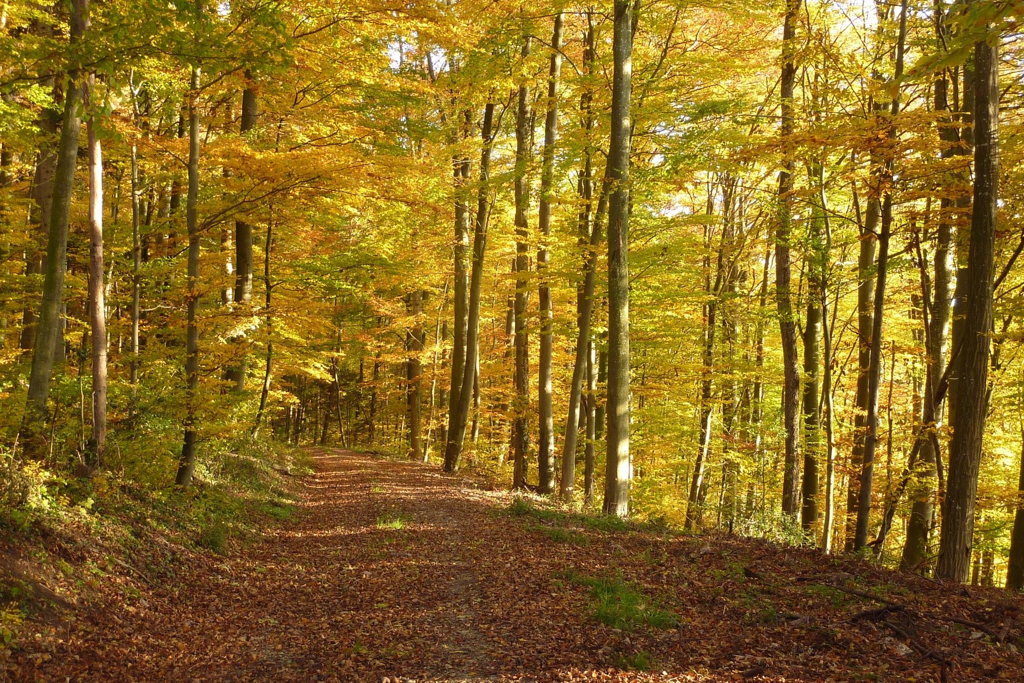 Hutan Kebon: Jalur jalan melalui hutan musim gugur di Jurapark Aargau dengan daun-daun berwarna-warni.