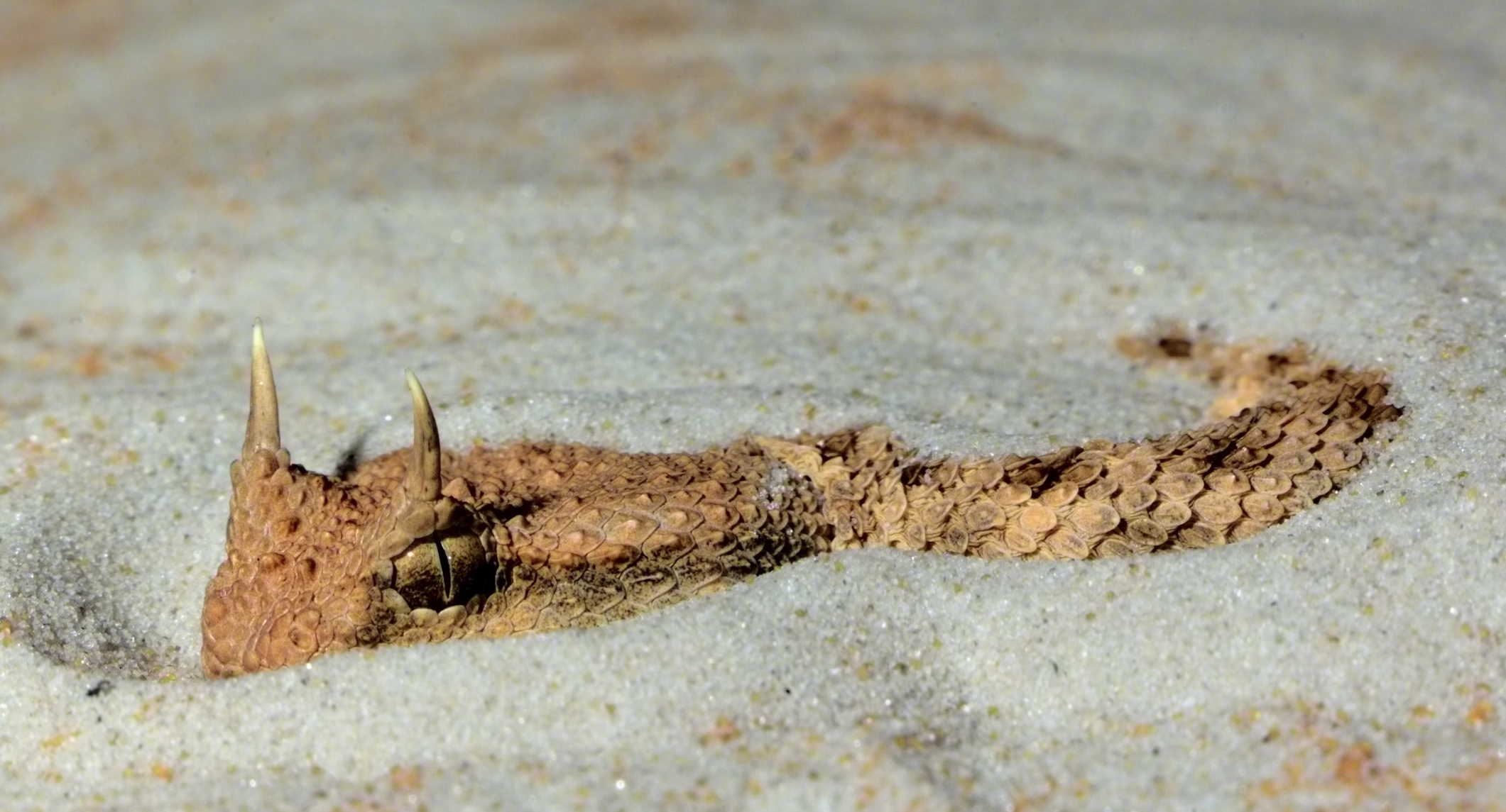 沙漠角蝰：北非沙漠中迷人的蛇，完美地伪装在沙子里。