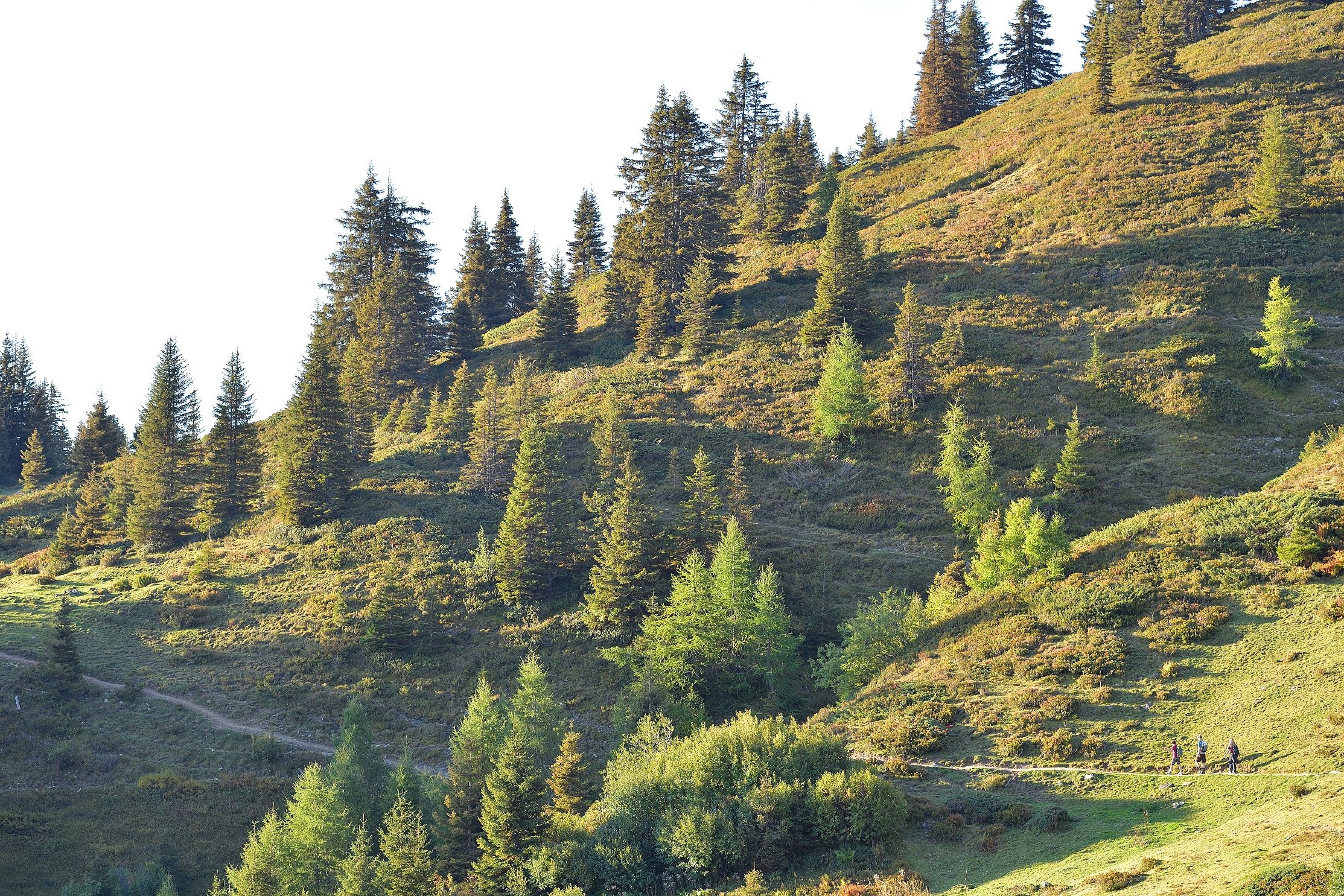 Jalan-jalan menikmati di Chur bersama pendaki saat melintasi pohon-pohon.