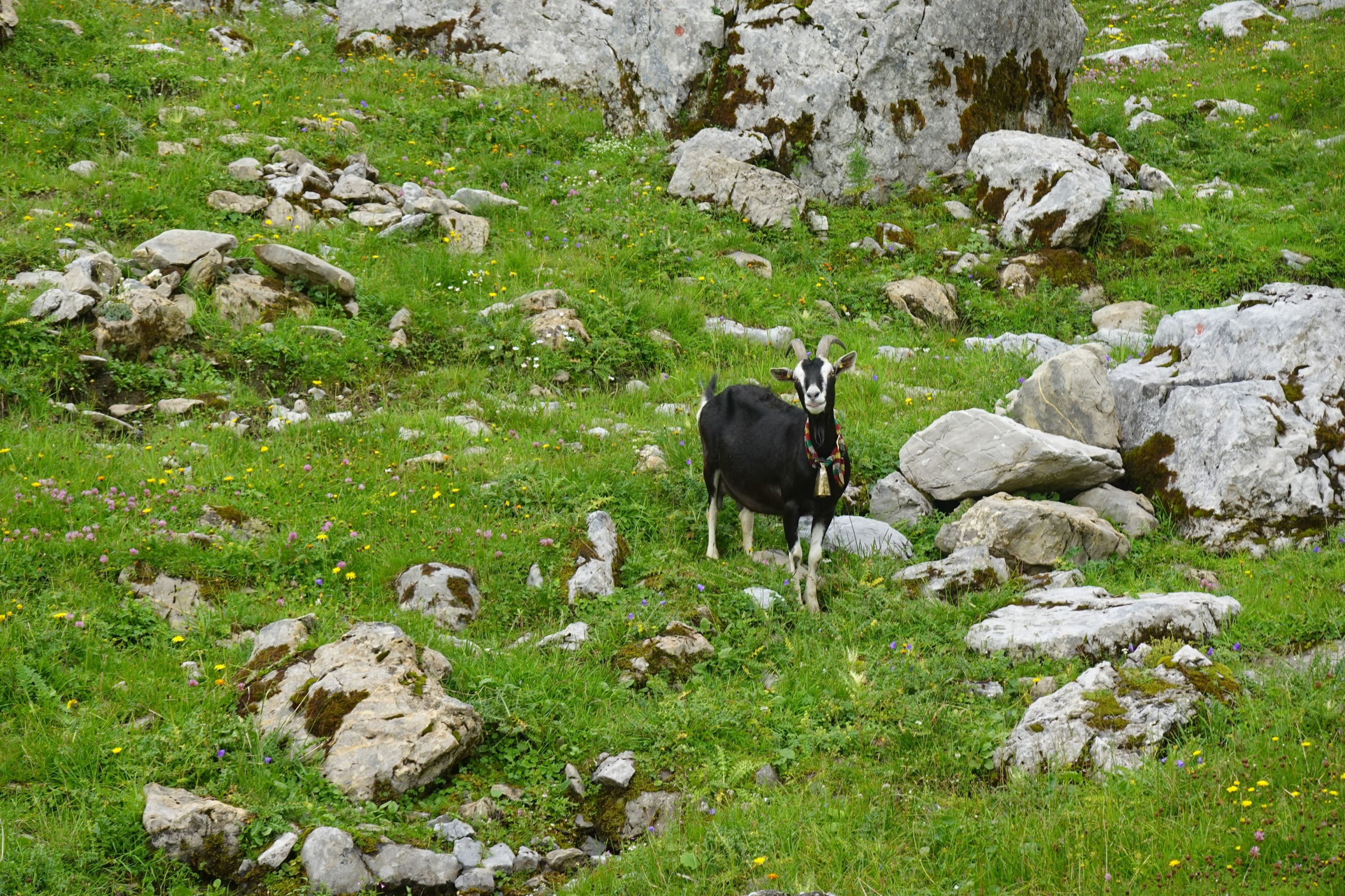 알프혼 코스: 조용한 경치에서 알프혼 코스를 즐기며 염소를 바라보세요.