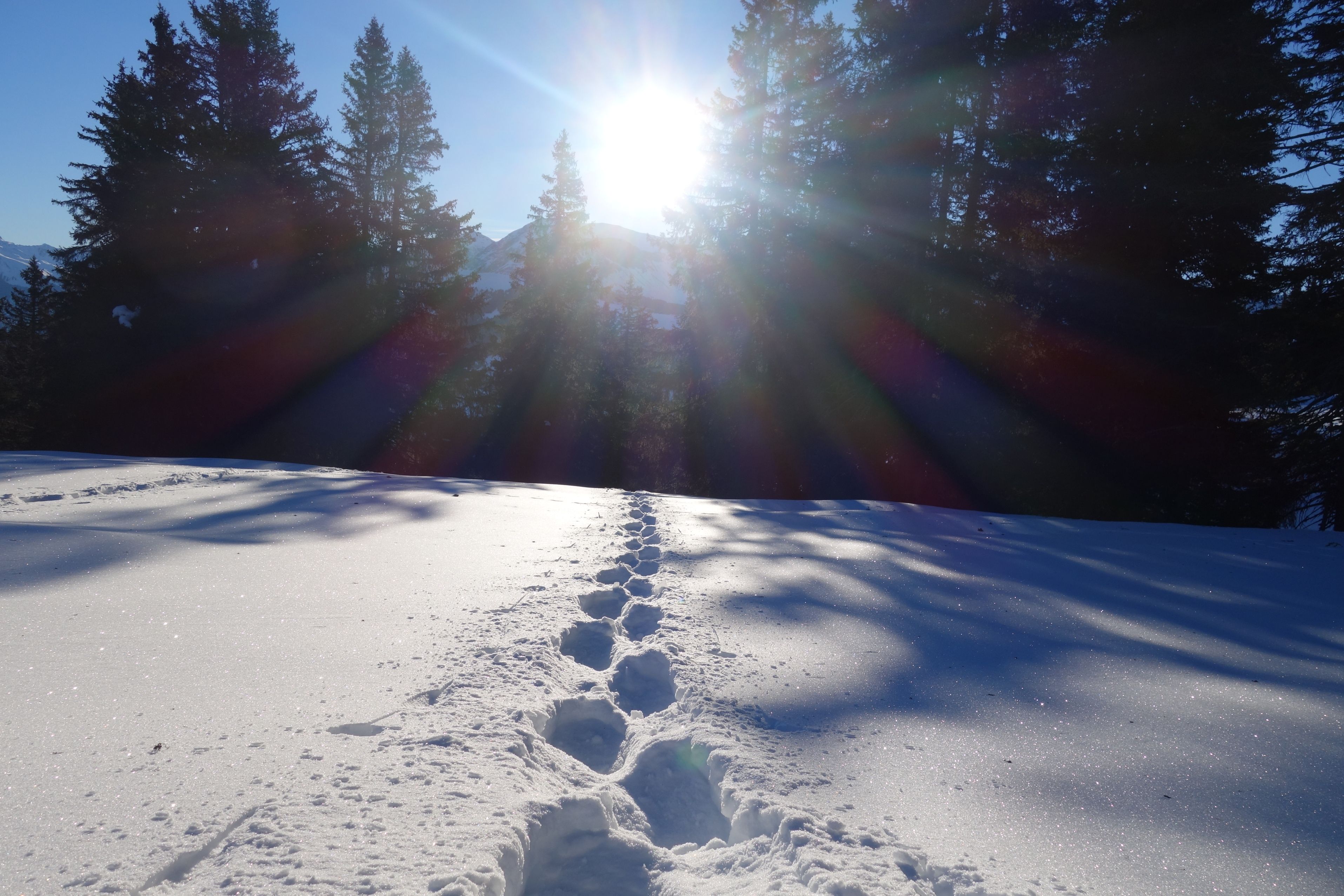 チューリッヒの冬の雪の足跡、晴れた太陽、森の背景。今日は2023年。