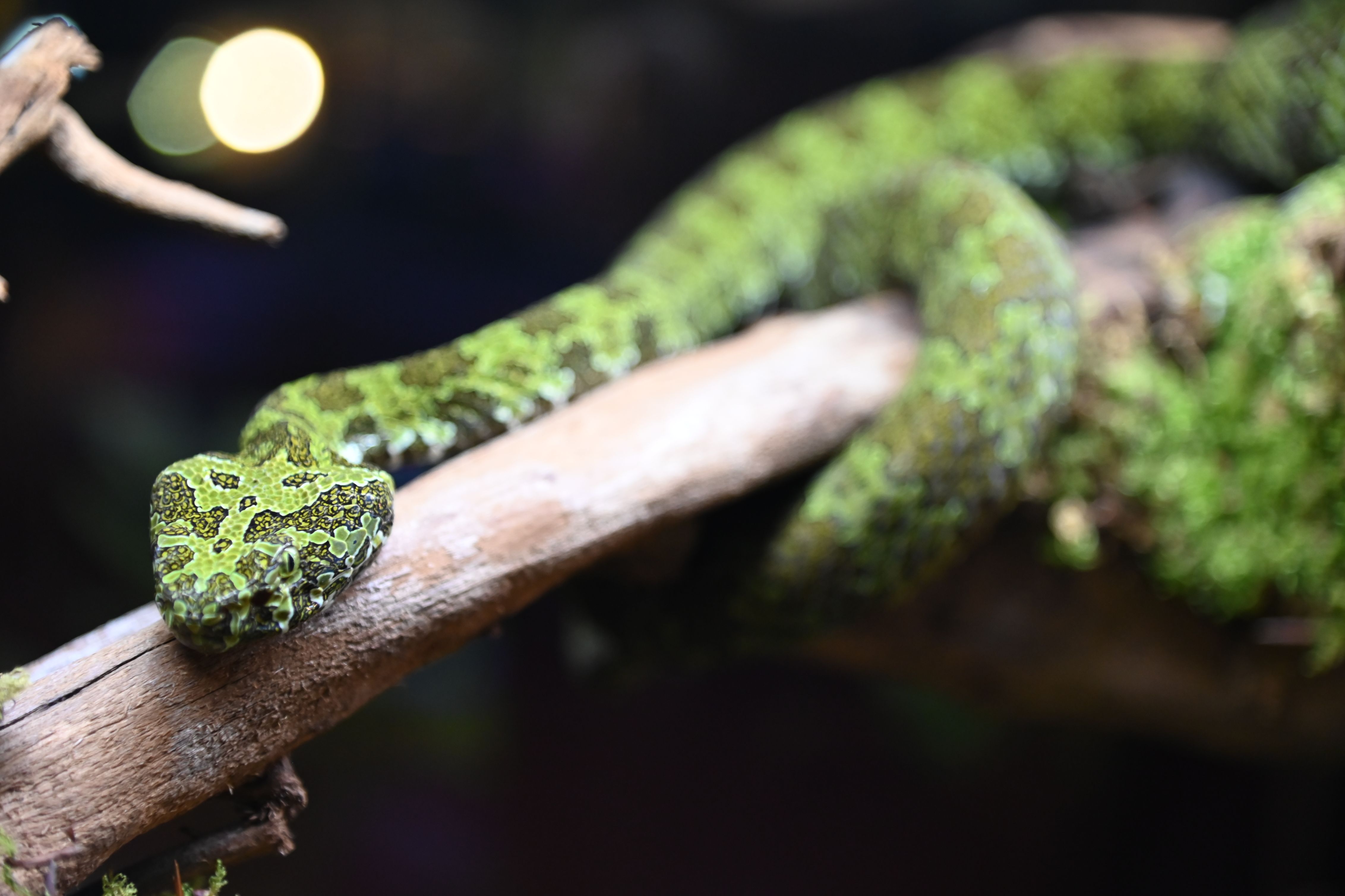 蛇：在大自然中，绿色蛇在树干上的详细拍摄。