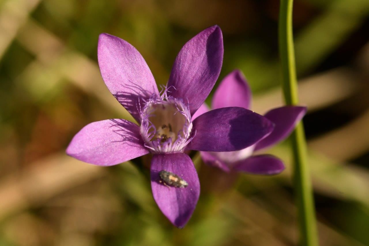 Německá hořec: Obdivujte nádherné fialové květiny v Juraparku Aargau v přírodě.