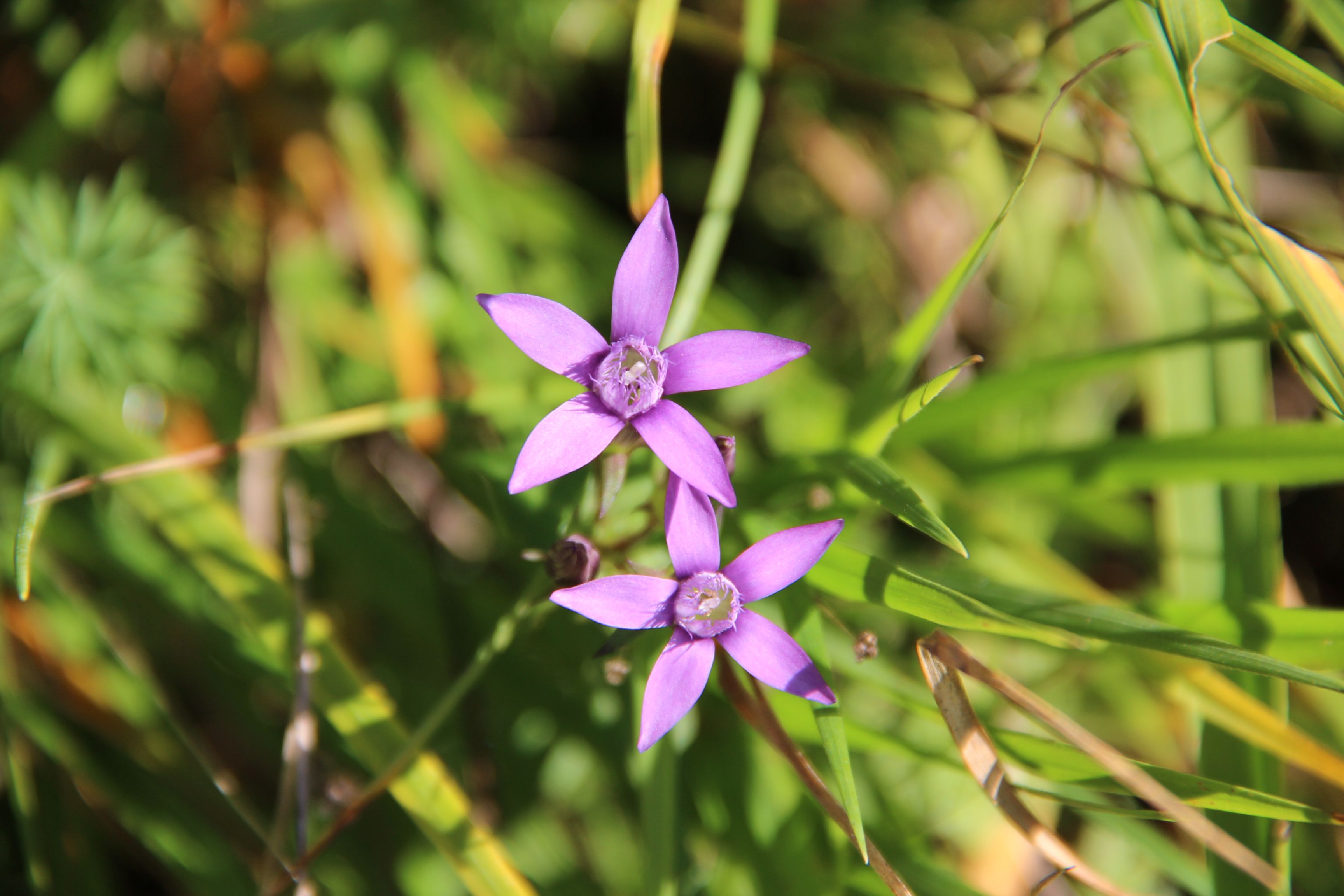 Německý benjamin: pestré květy v Jurapark Aargau uprostřed přírody.