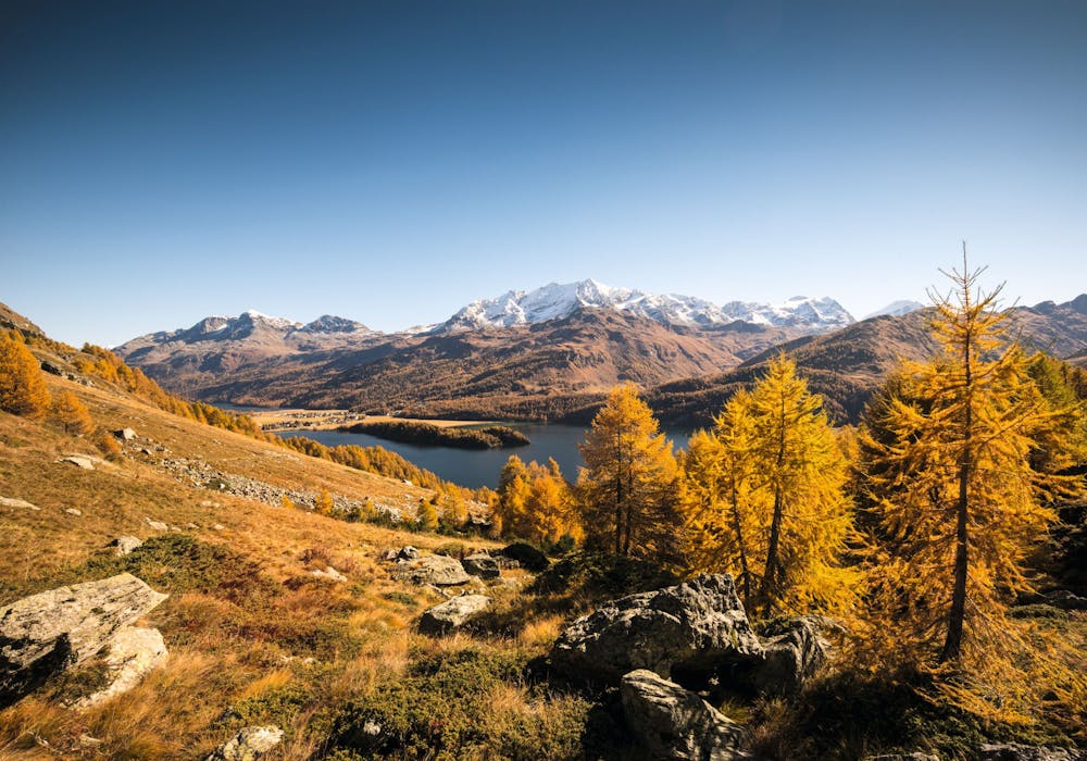 Silser See im Engadin zeigt herbstliche Farben und majestätische Berge.