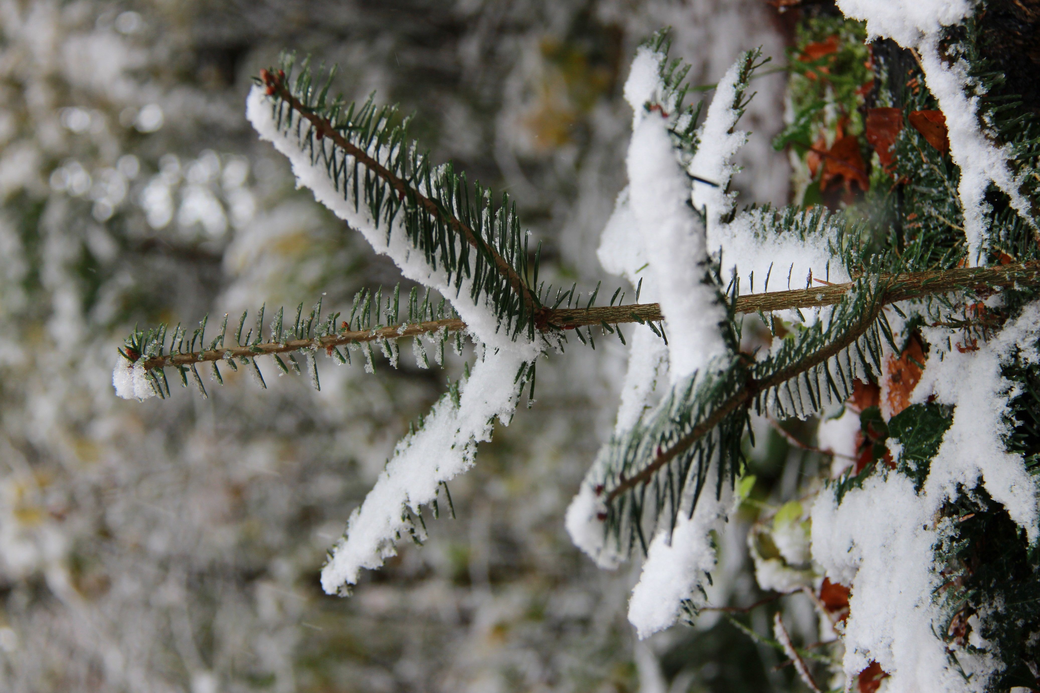 Perimuk: abeto coberto de neve na floresta com texugos e raposas numa paisagem de inverno.