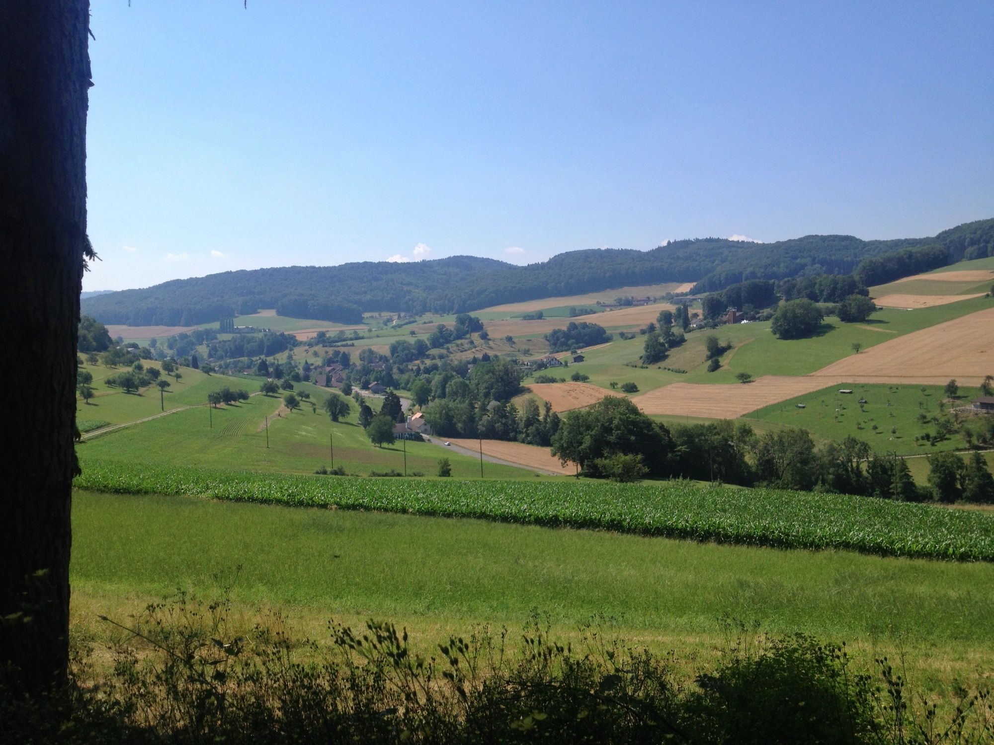 परिवेश यात्रा: गर्मियों में ज़ेनिंगेन-ज़ुज़गन की प्राकृतिक सुंदरता की खोज करें।