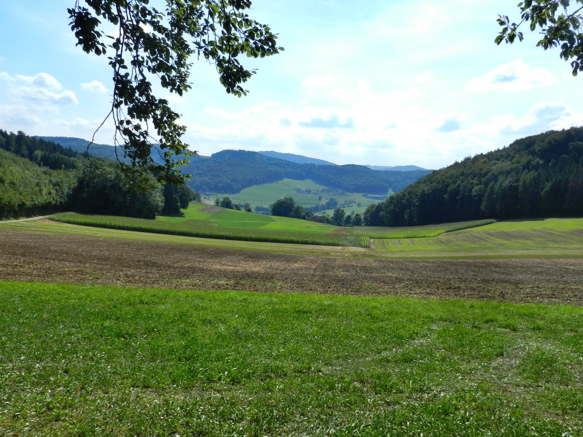 विकास मार्ग: सुरम्य परिदृश्य हरियाली से भरपूर, सौम्य टीलों और साफ आकाश के साथ