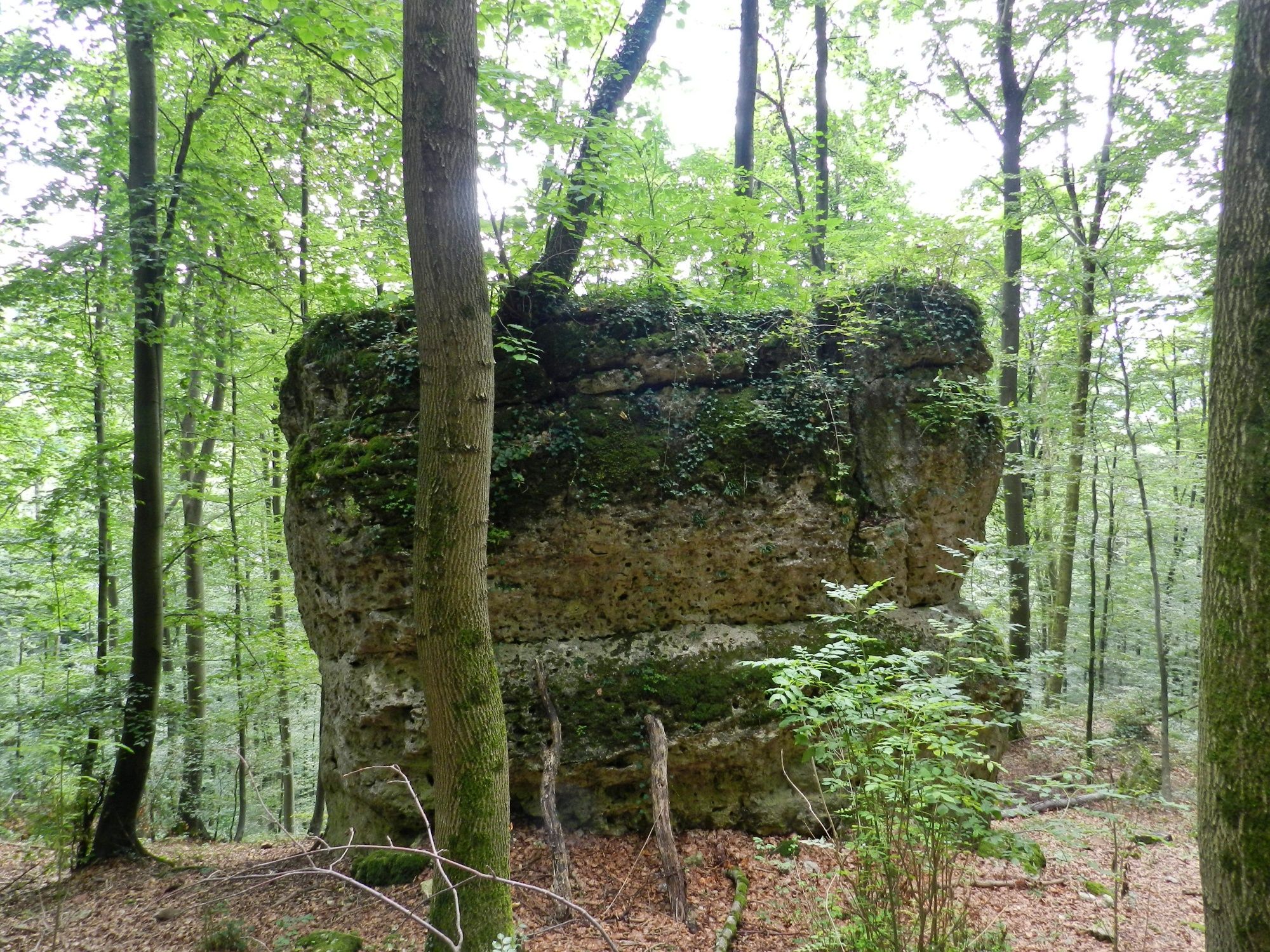 विकास मार्ग: जंगल में पेड़ों के बीच शानदार चट्टान, प्रकृति और प्रकृति प्रेमियों का आनंद