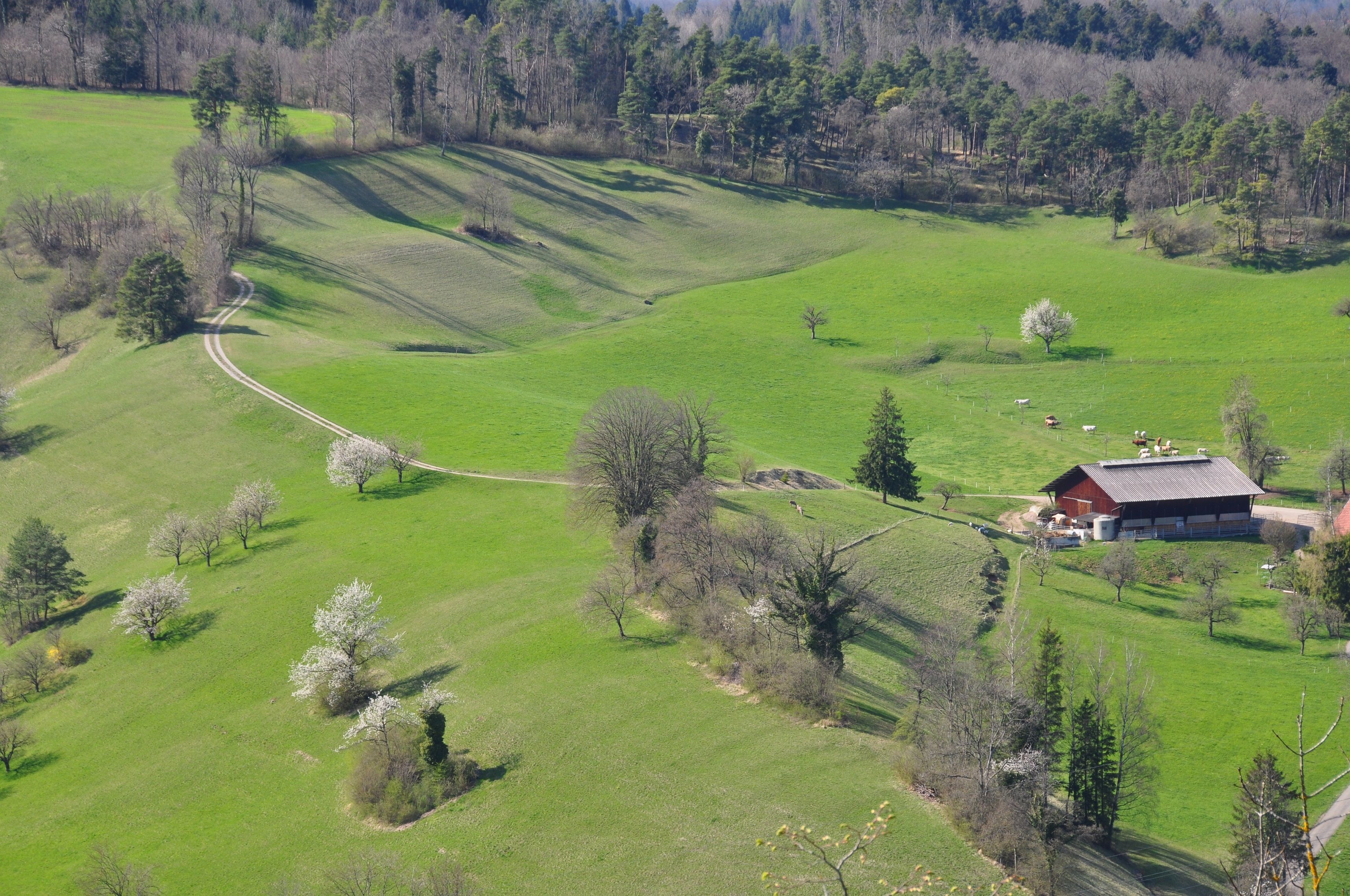 Randonnée Voyage dans le temps Densbüren : Prairies vertes, nature, idylle rurale et calme dans les environs.