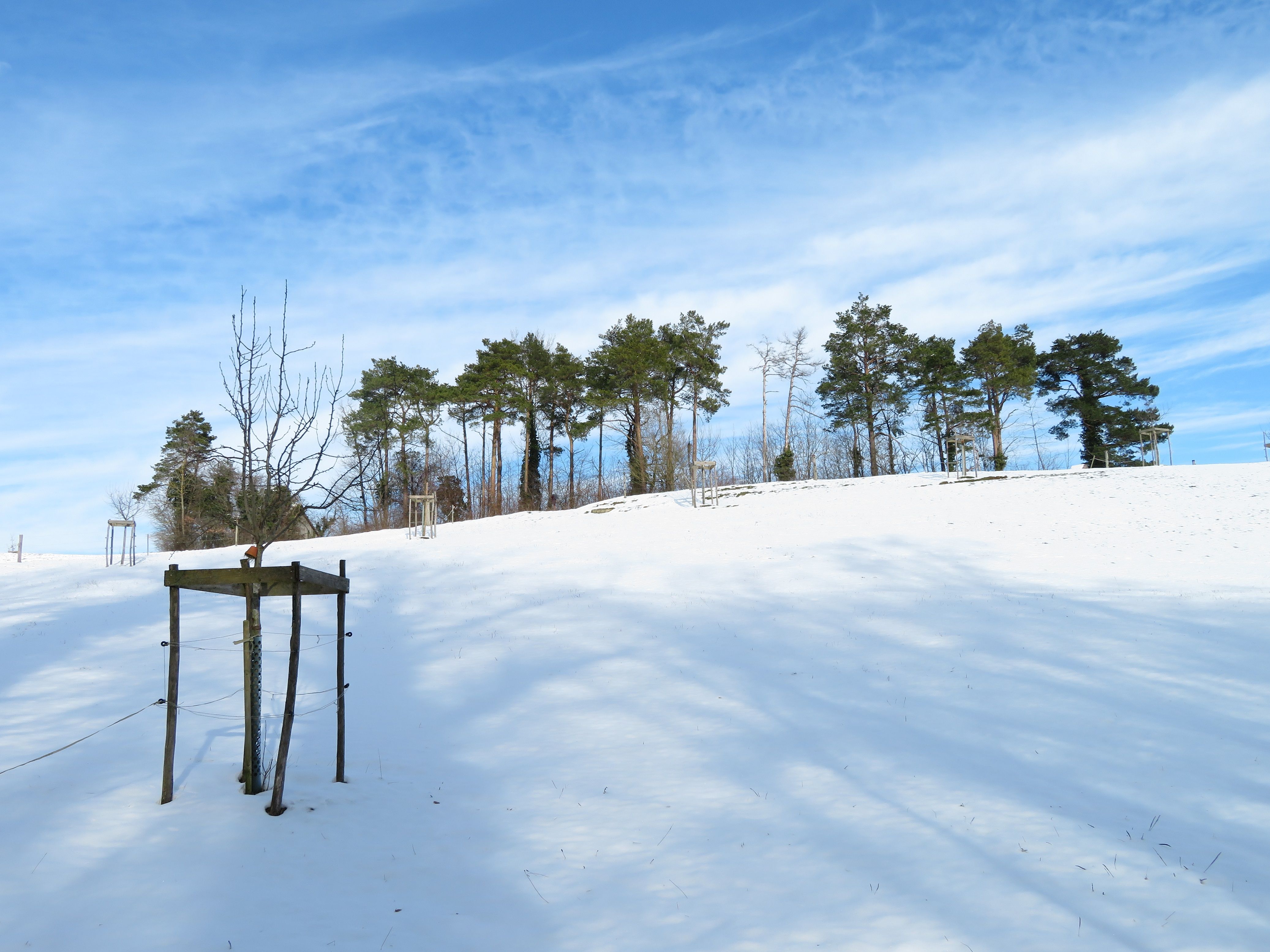 Winterwanderung: Schnee über Föhrenwäldchen in idyllischer Winterlandschaft, perfekt für Naturfreunde.