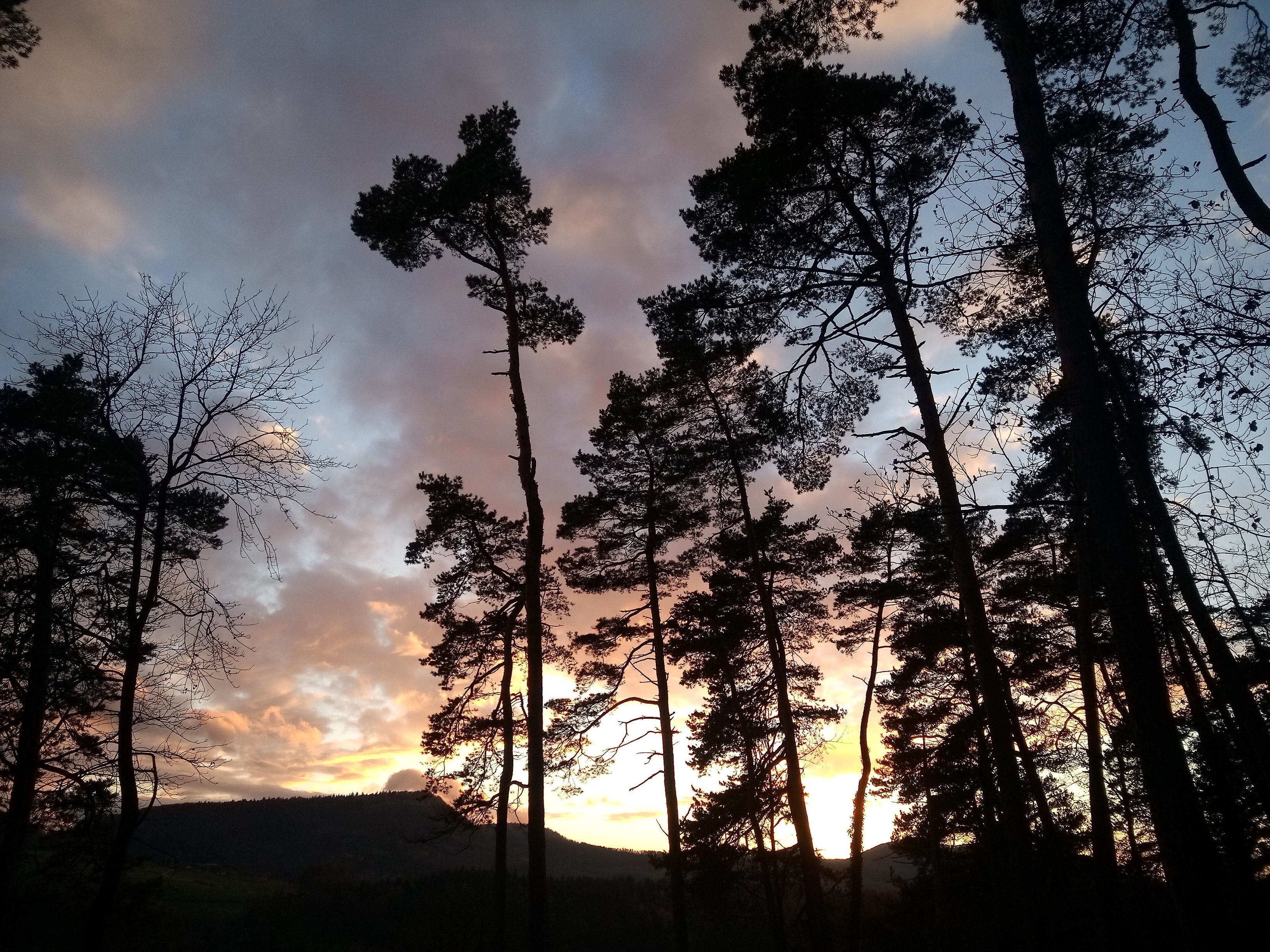 Drumeție sub Lună plină: seară relaxantă în pădurea de pinii, cu culori frumoase de apus și natură.