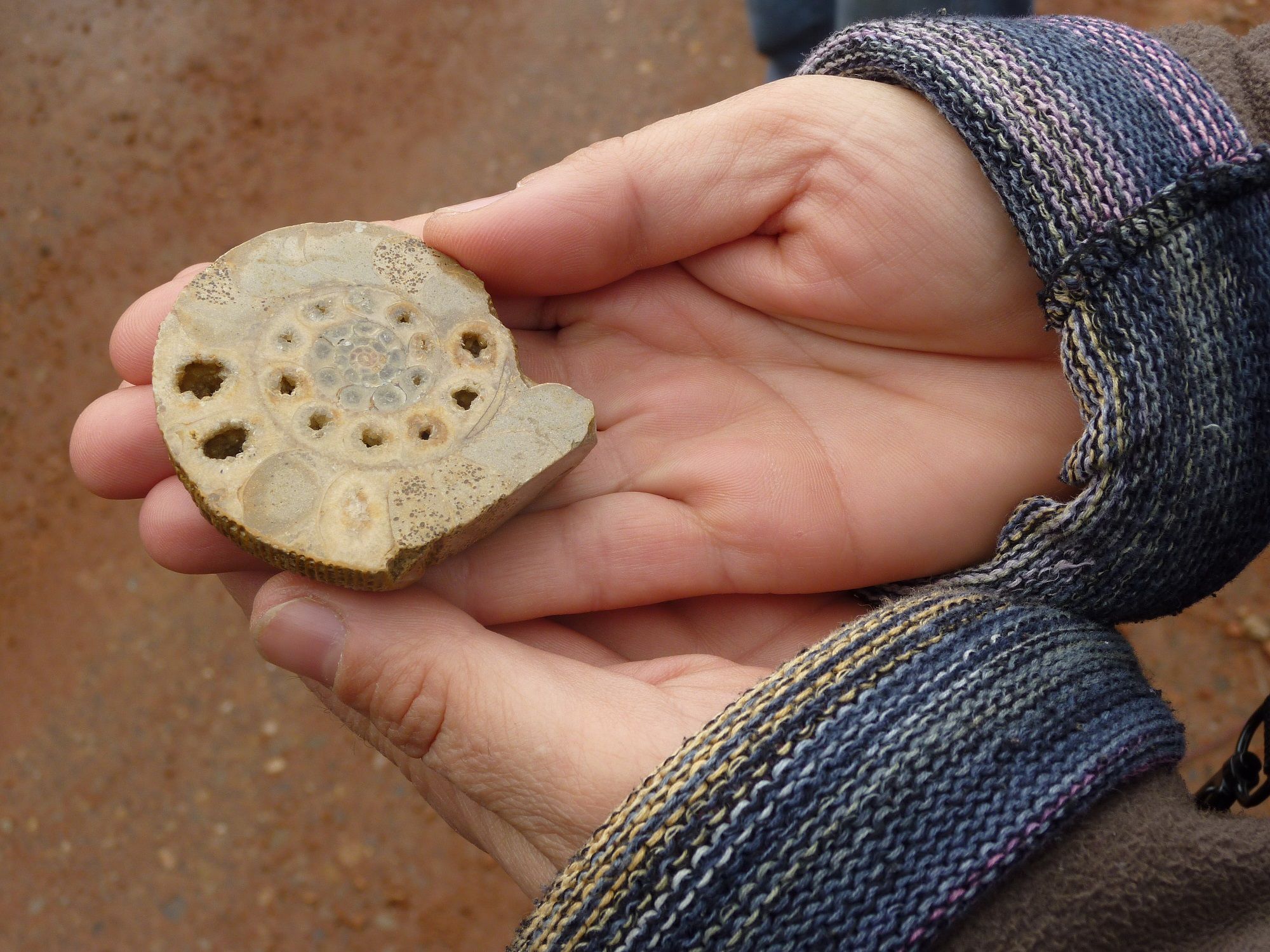 Ammonites fossiles : Découvre des fossiles uniques dans le Jurapark pour les personnes intéressées par la nature.