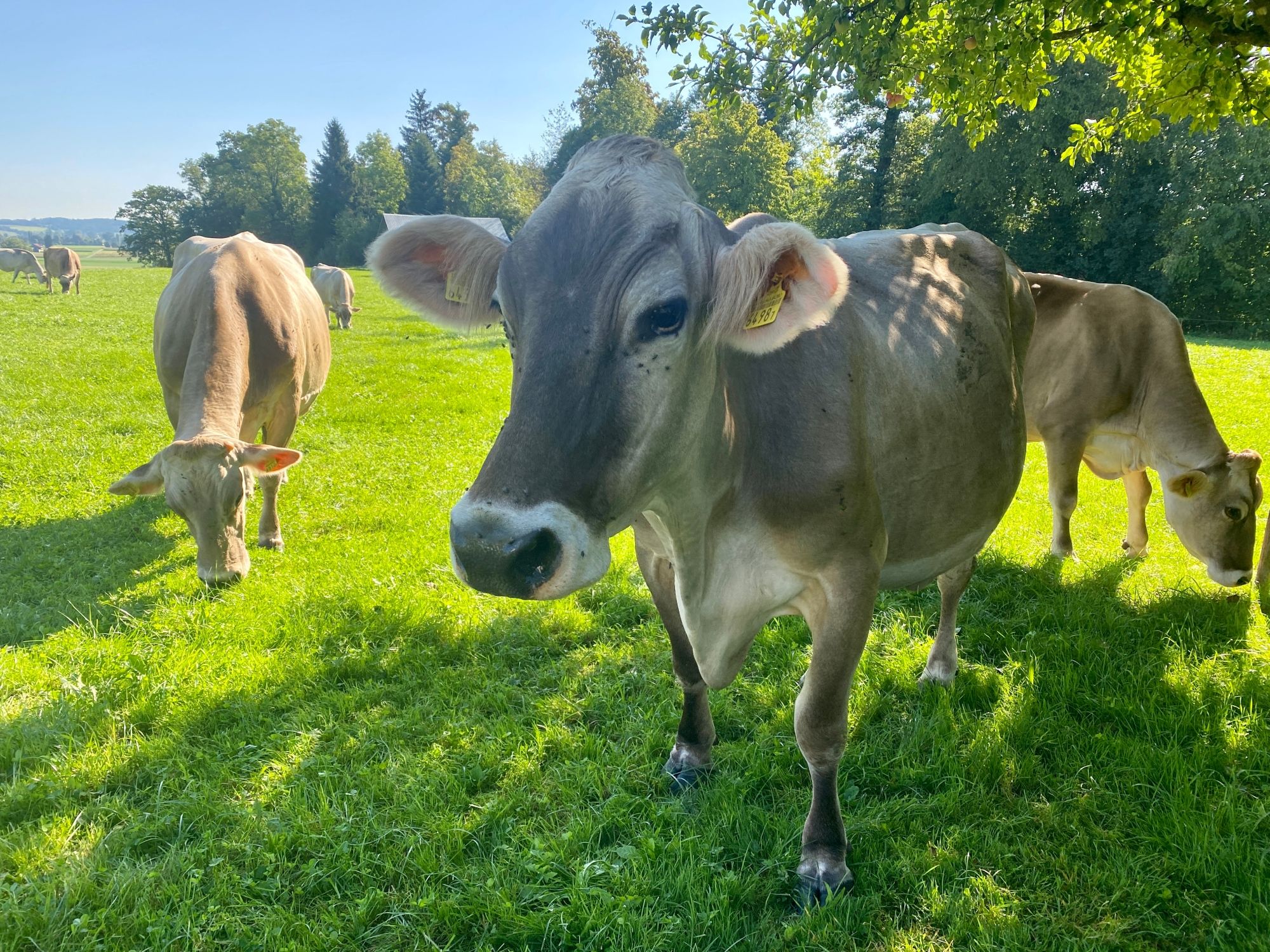 Heidi Fattoria Svizzera: Mucche nel prato in Svizzera d'estate, paesaggio idilliaco con natura.