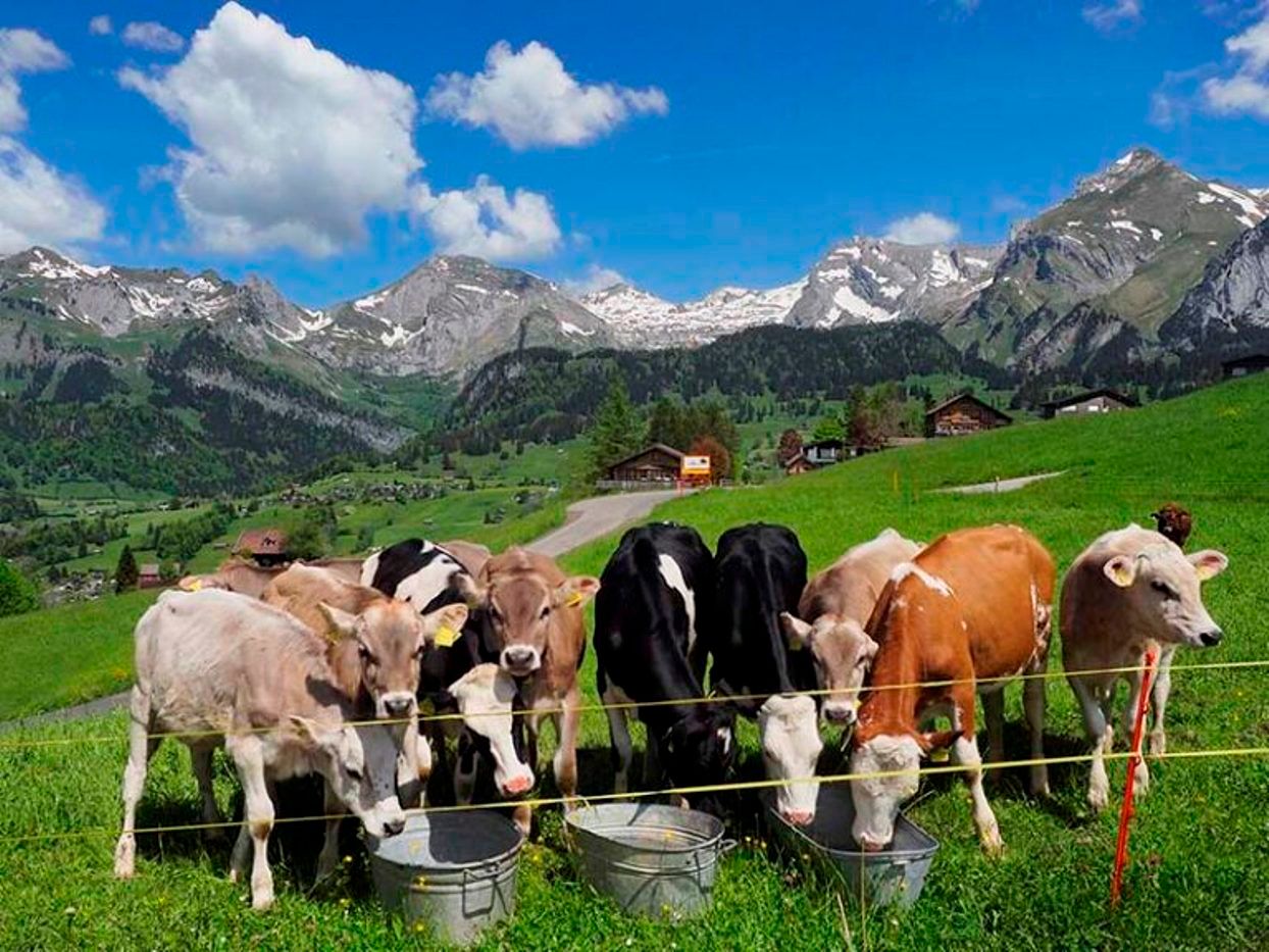 美しい山々を眺めながら、トゲンブールクの牛たちと自然と静けさを体験する。