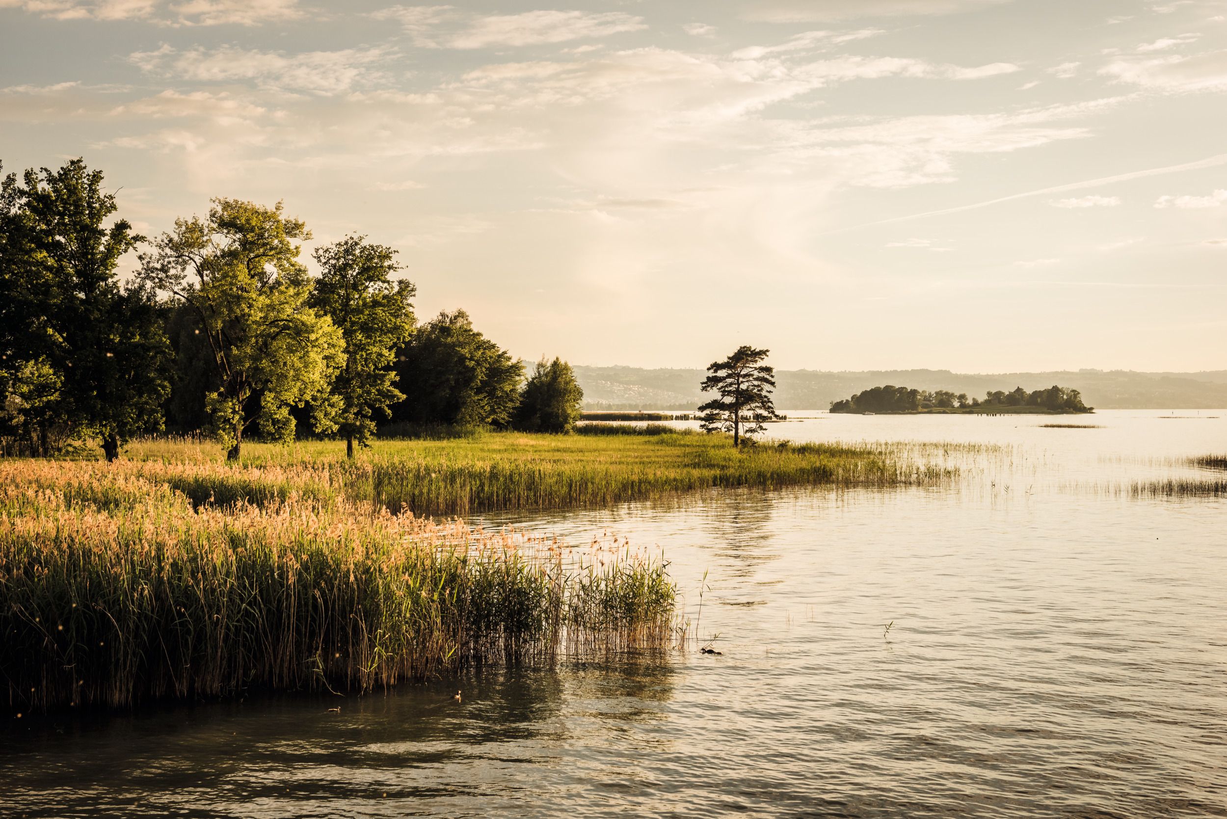 Freienbachsö Ufenau-Ö: idylliskt landskap med vatten, träd och högt gräs på sommaren