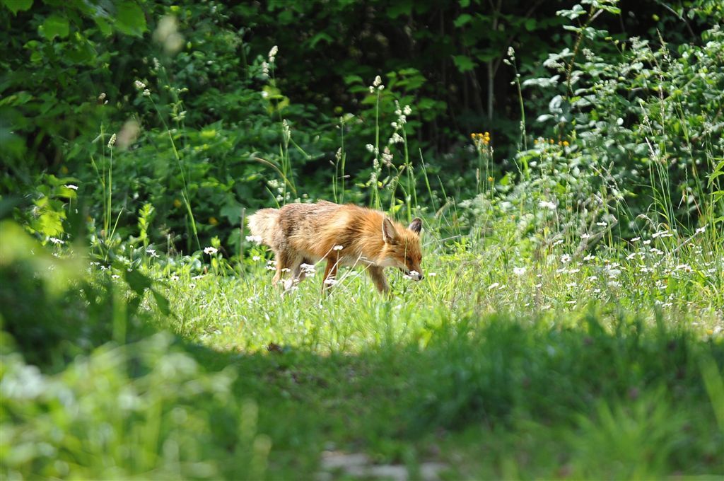  rubah di Oberfrick, menjelajah lanskap hijau, cocok untuk fotografi alam dan pengamatan hewan.