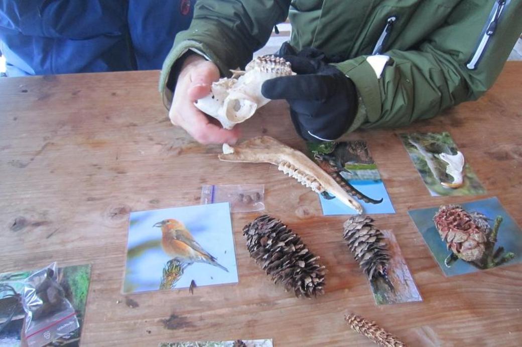 فلومسر بيرغ: مجموعة من قطع الطبيعة وجماجم الحيوانات على طاولة خشبية.
