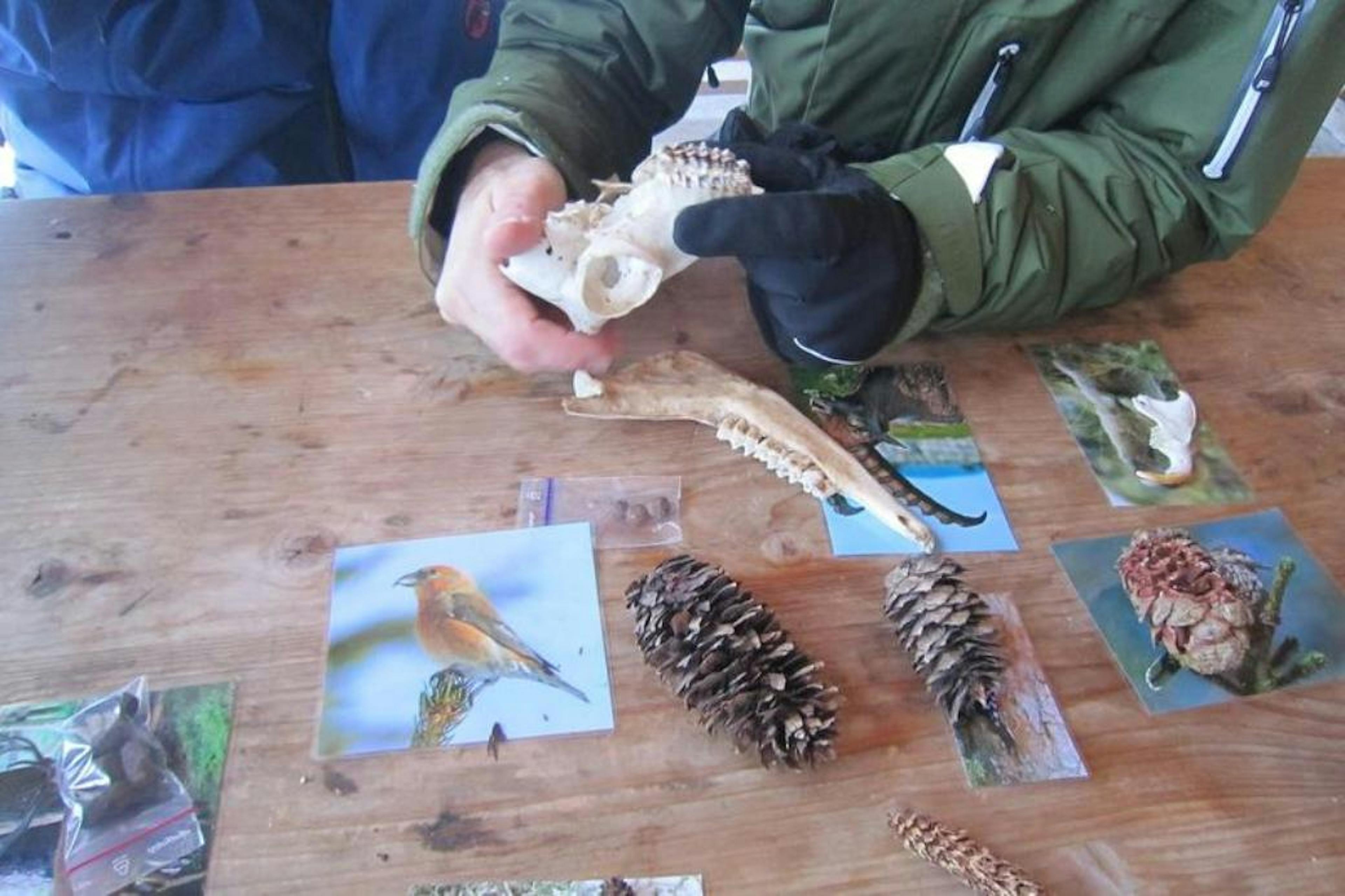 Flumserberg: Found collection with animal skulls and natural materials on wooden table.