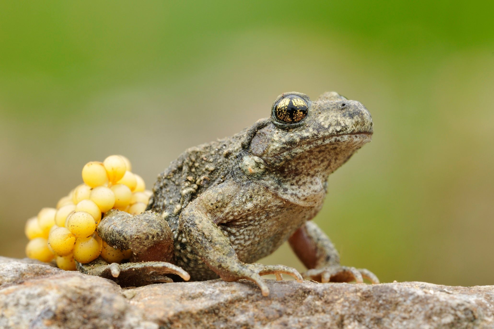 Rana della nascita: rana con uova in natura, ideale per gite in famiglia e osservazioni animali.