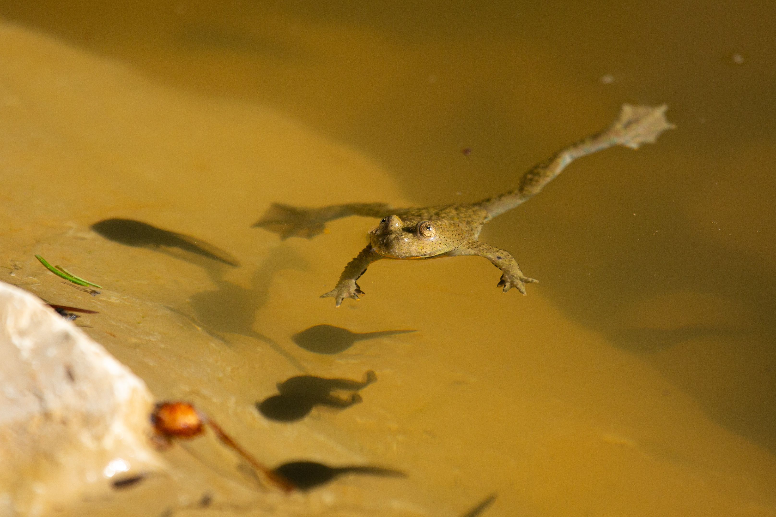 Rana dal sudore giallo: ranocchio glöggli mentre nuota nell'acqua, ideale per l'osservazione della natura.