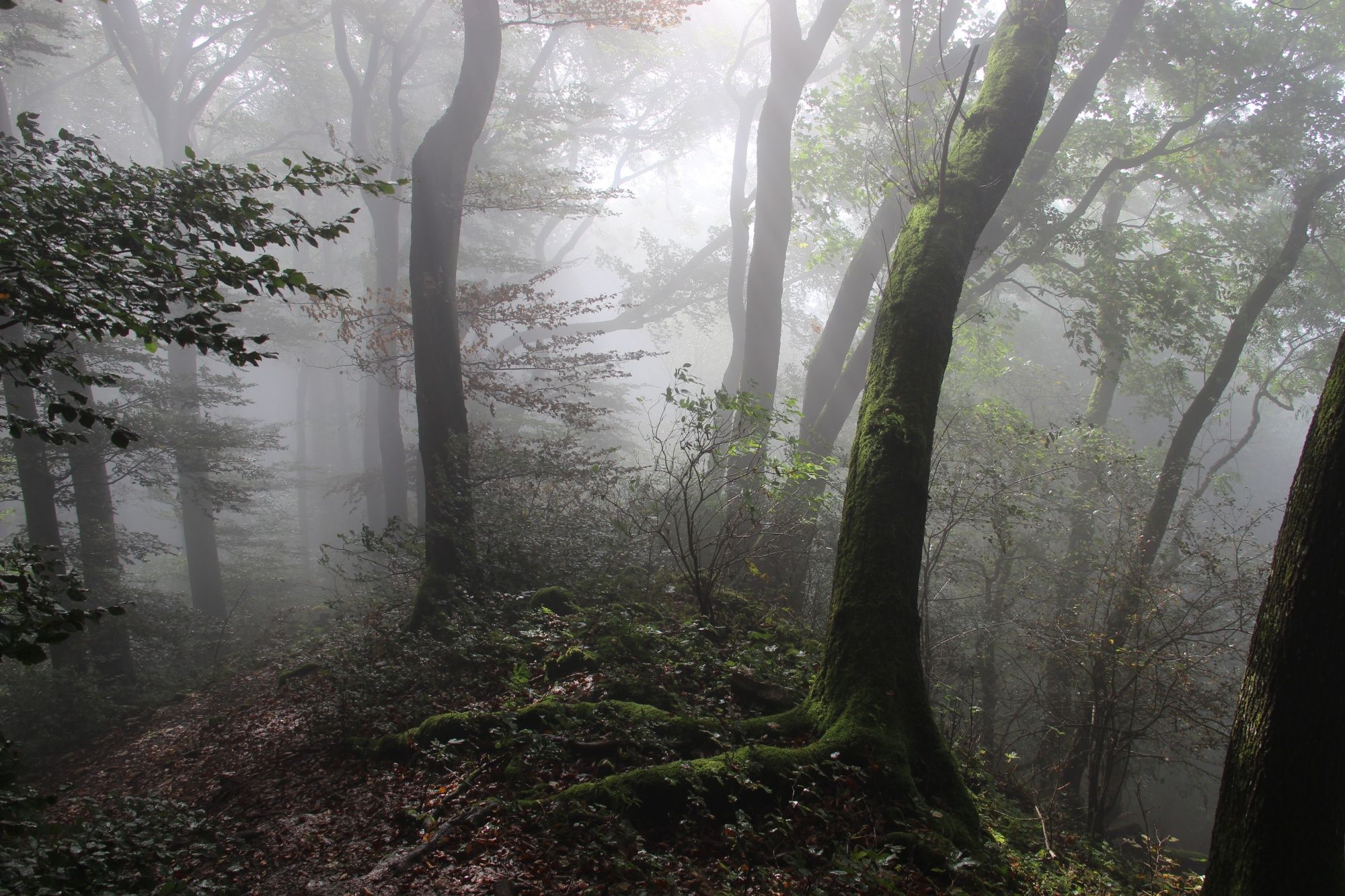 Gisliflue: hutan kabut mistis dengan pohon yang ditumbuhi lumut di alam Schwyz.