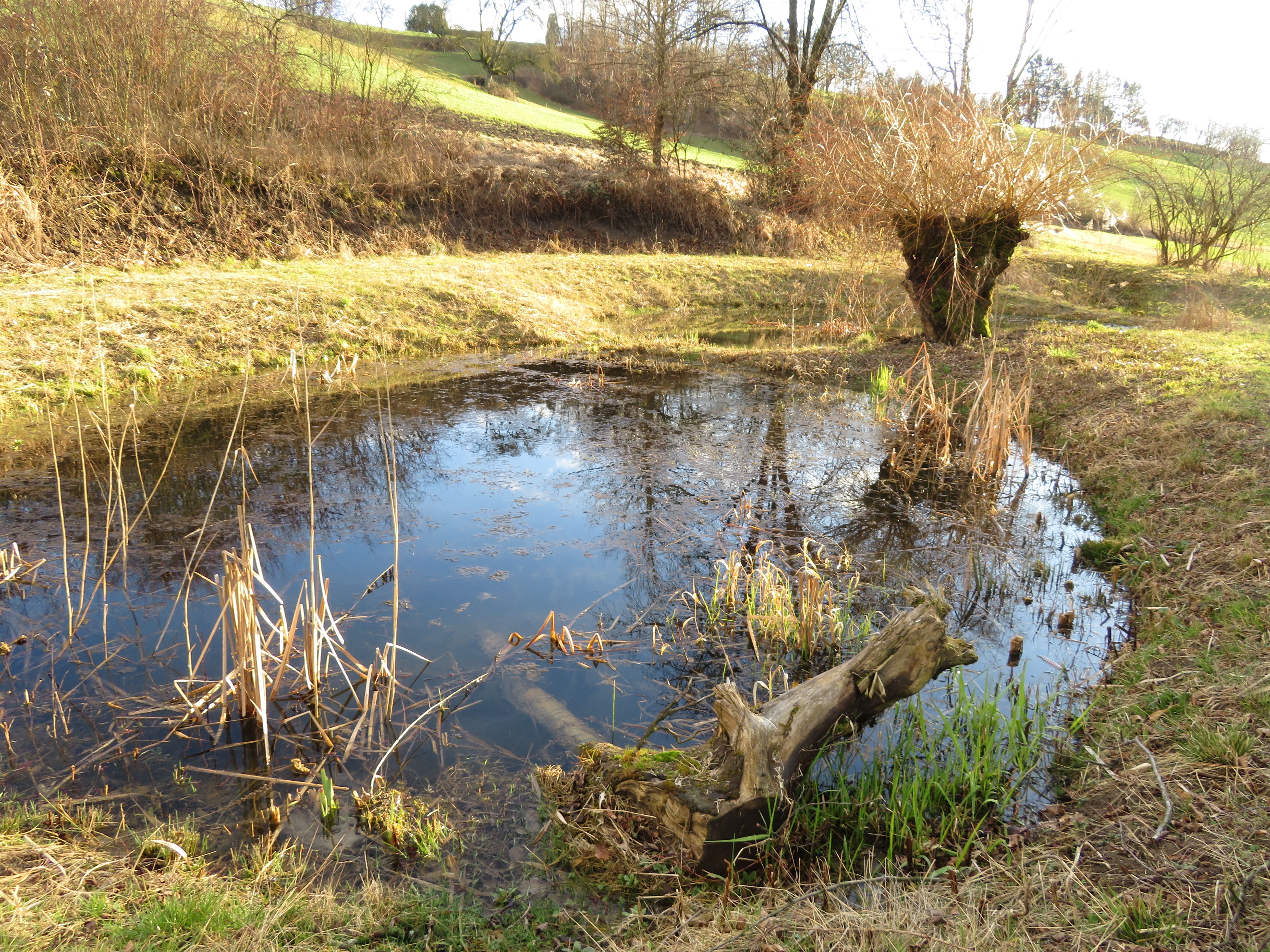 GloeggliFrosch: Scopri l'escursione lungo il lago Oeschgen nella natura del Jurpark Aargau.