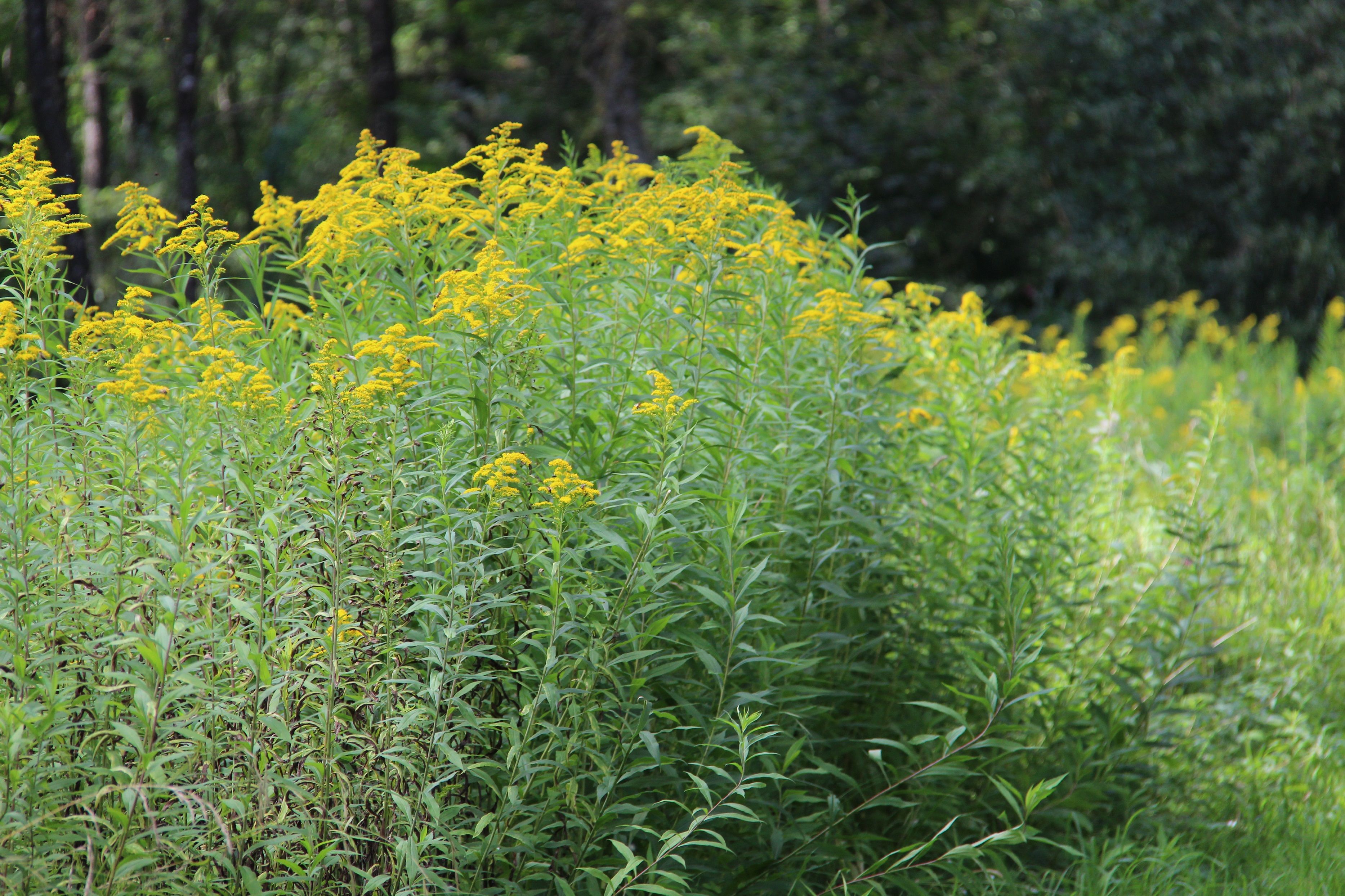 जंगली जड़ी-बूटियां: प्रकृति में गर्मियों में पीले फूलों की विविधता की खोज करें