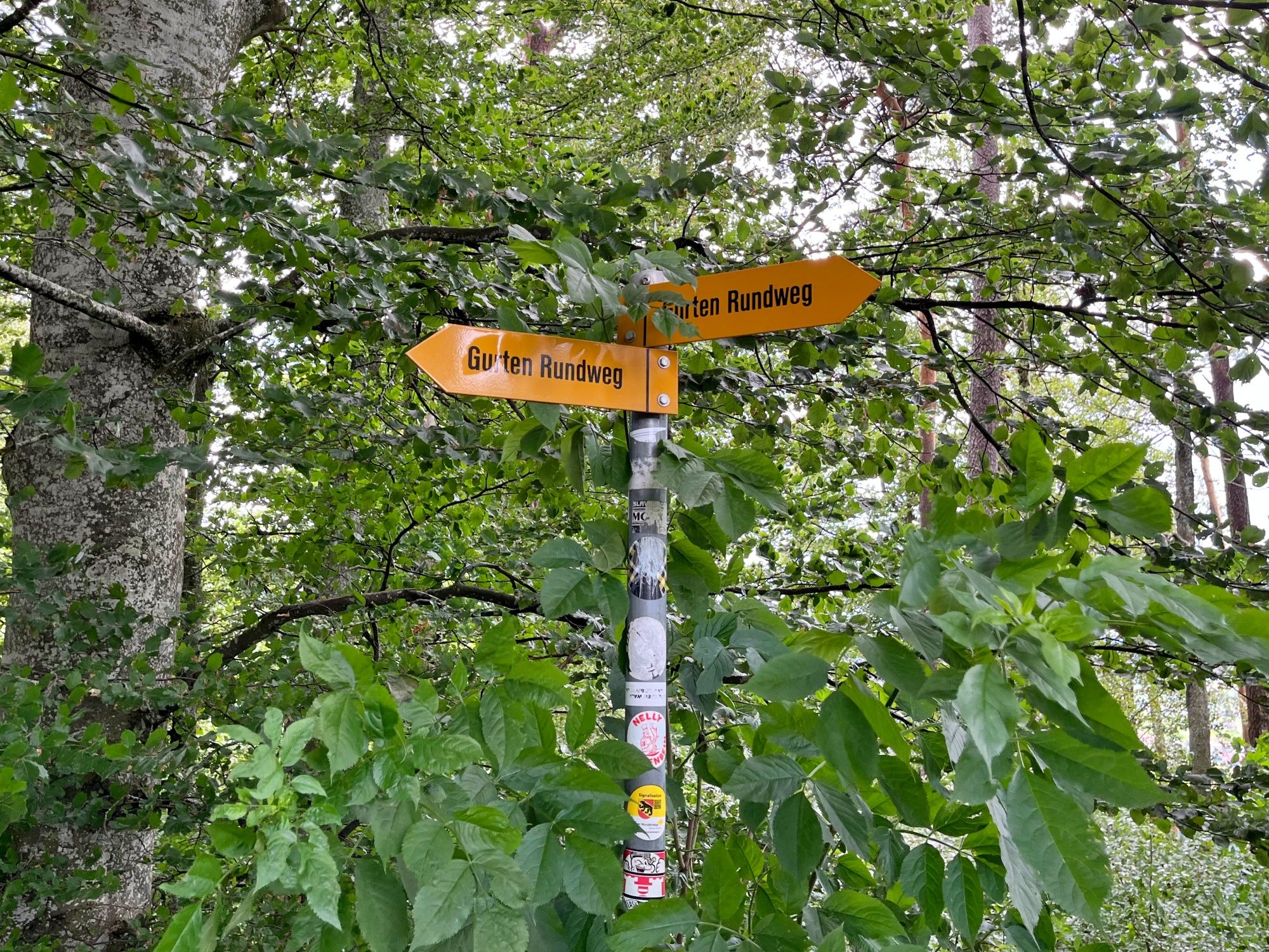 Laluan Mengelilingi Gurten: Penunjuk arah di dalam hutan, dikelilingi pokok dan alam hijau.