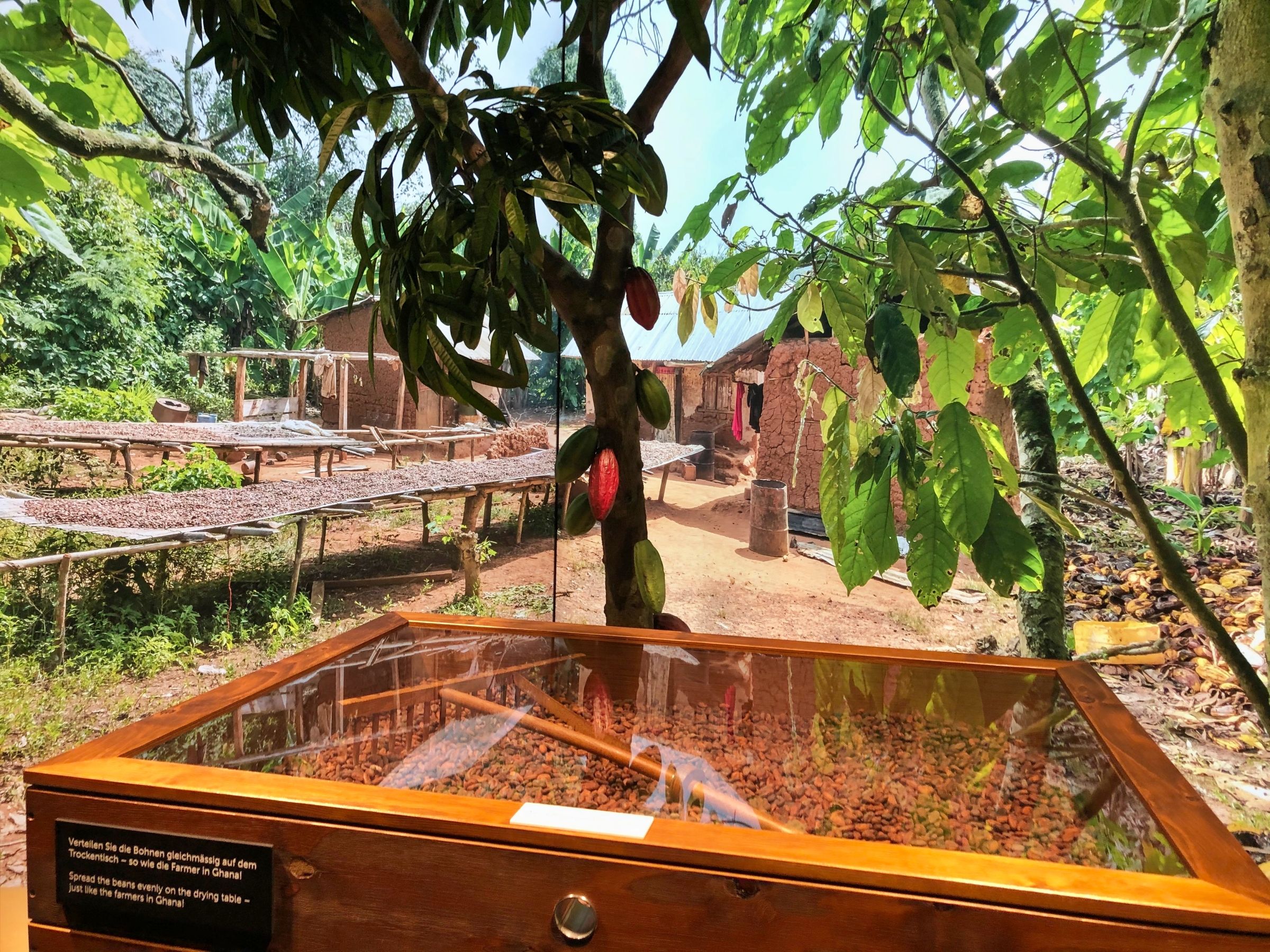 Kakaotræer og tørringssteder ved Lindtudstillingen