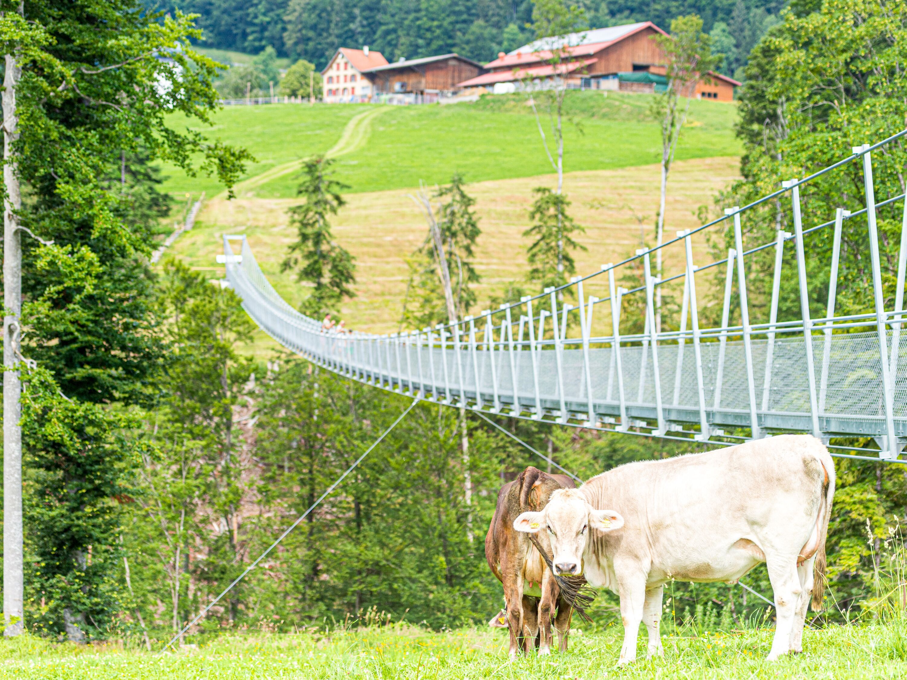 Jembatan Gantung: Tur kuliner di St. Gallen dengan sapi dan pemandangan yang menakjubkan.