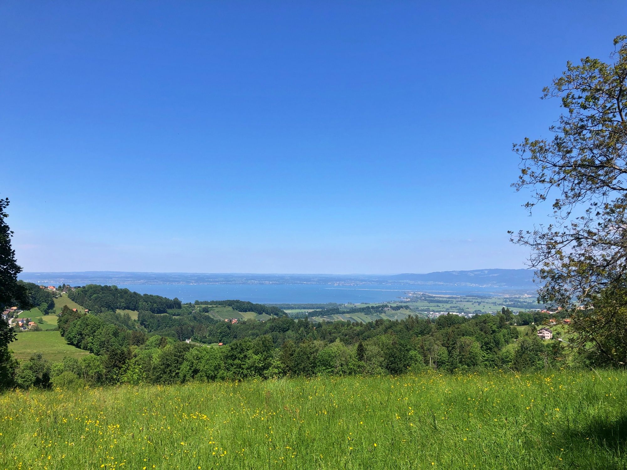 Heiden: Perjalanan kuliner ke perbatasan empat negara dengan pemandangan Danau Constance dan padang rumput di sekitarnya.