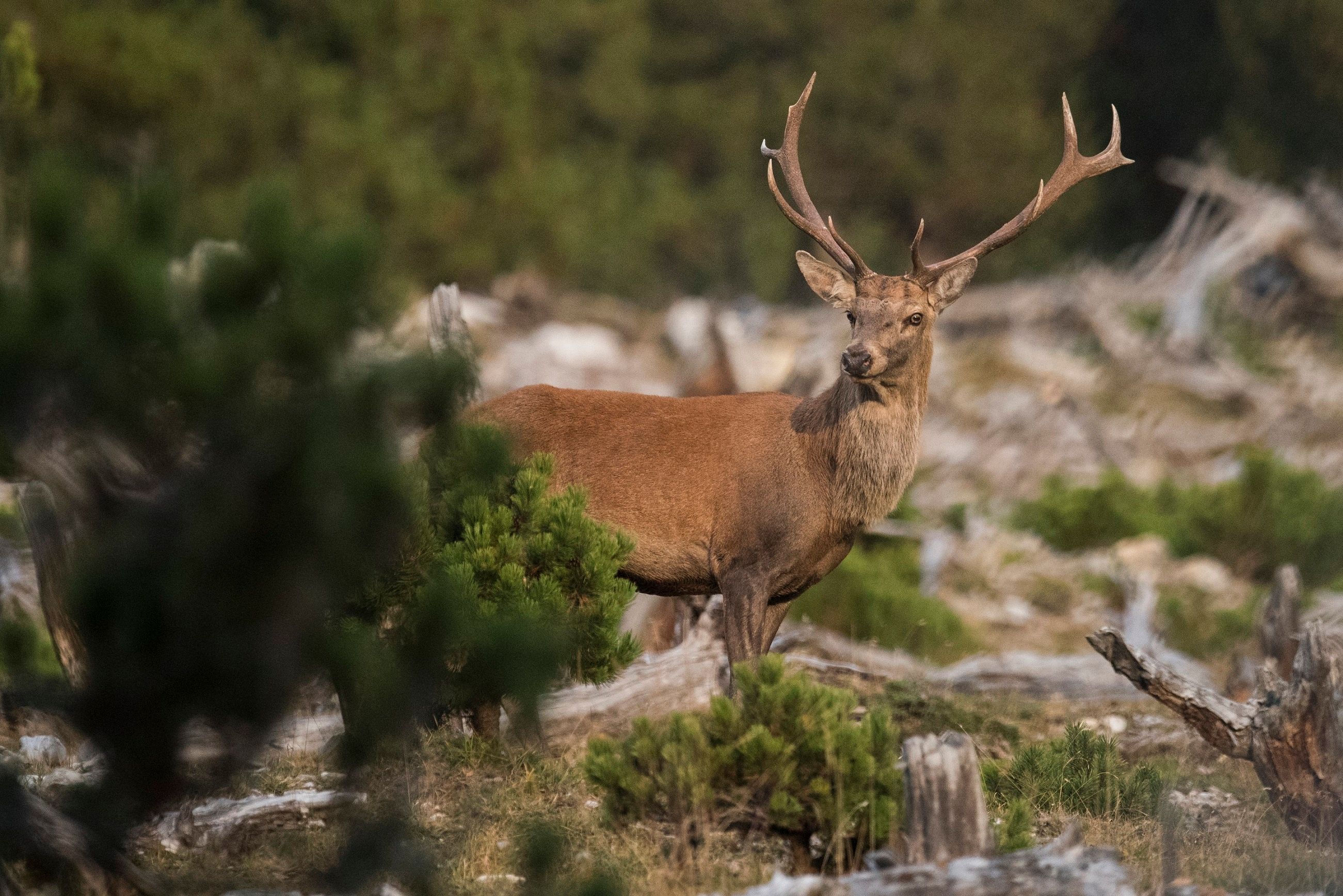 Brunf di cervo: cervo maestoso nel Parco Nazionale Svizzero durante il periodo degli accoppiamenti.