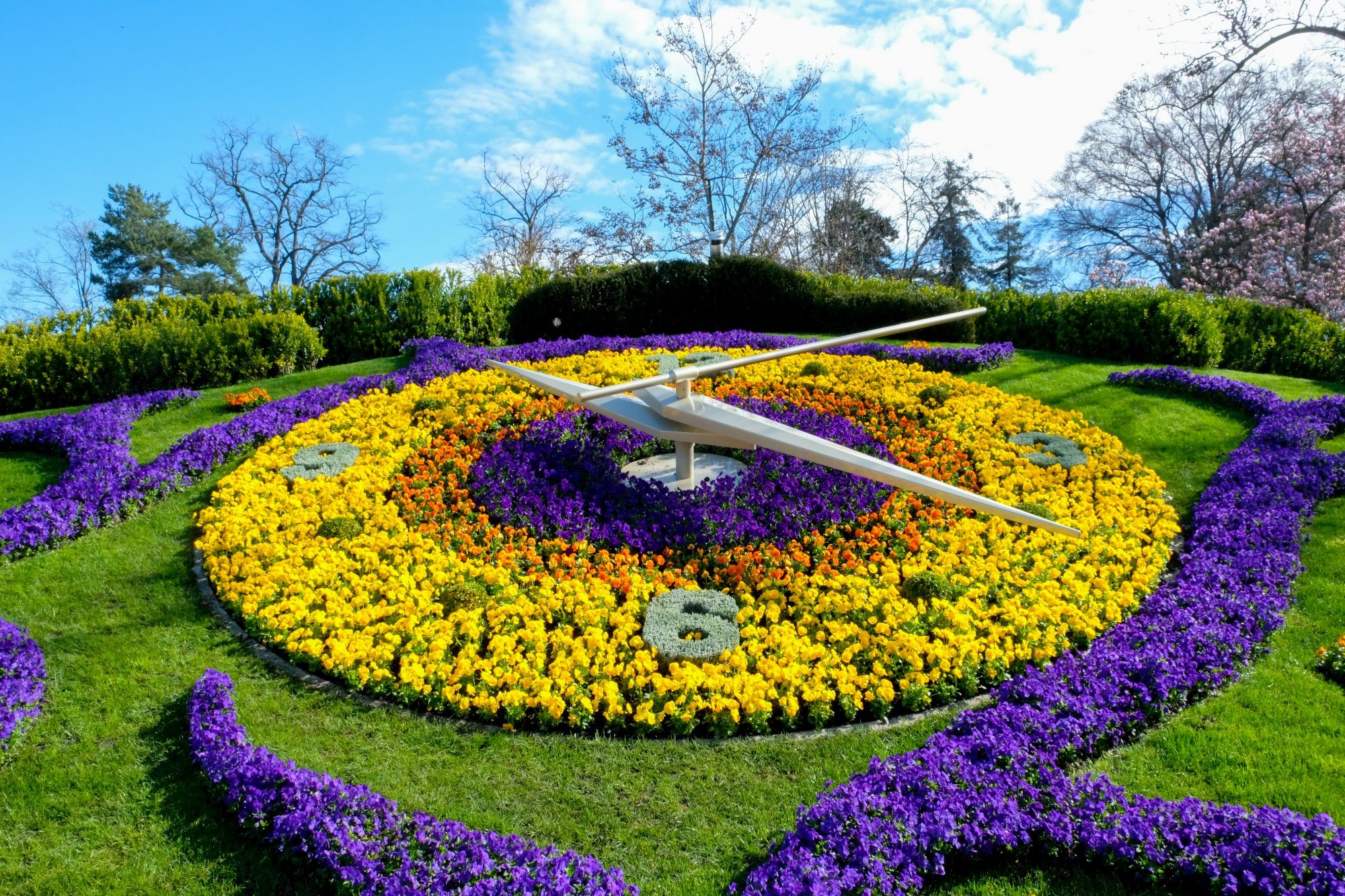 Ceas cu flori: un ceas floral colorat într-o grădină frumoasă de vară.