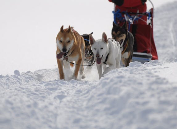 Huskystuff: Rasakan pengalaman menyenangkan mengendarai kereta luncur anjing di musim dingin bersama empat anjing aktif.
