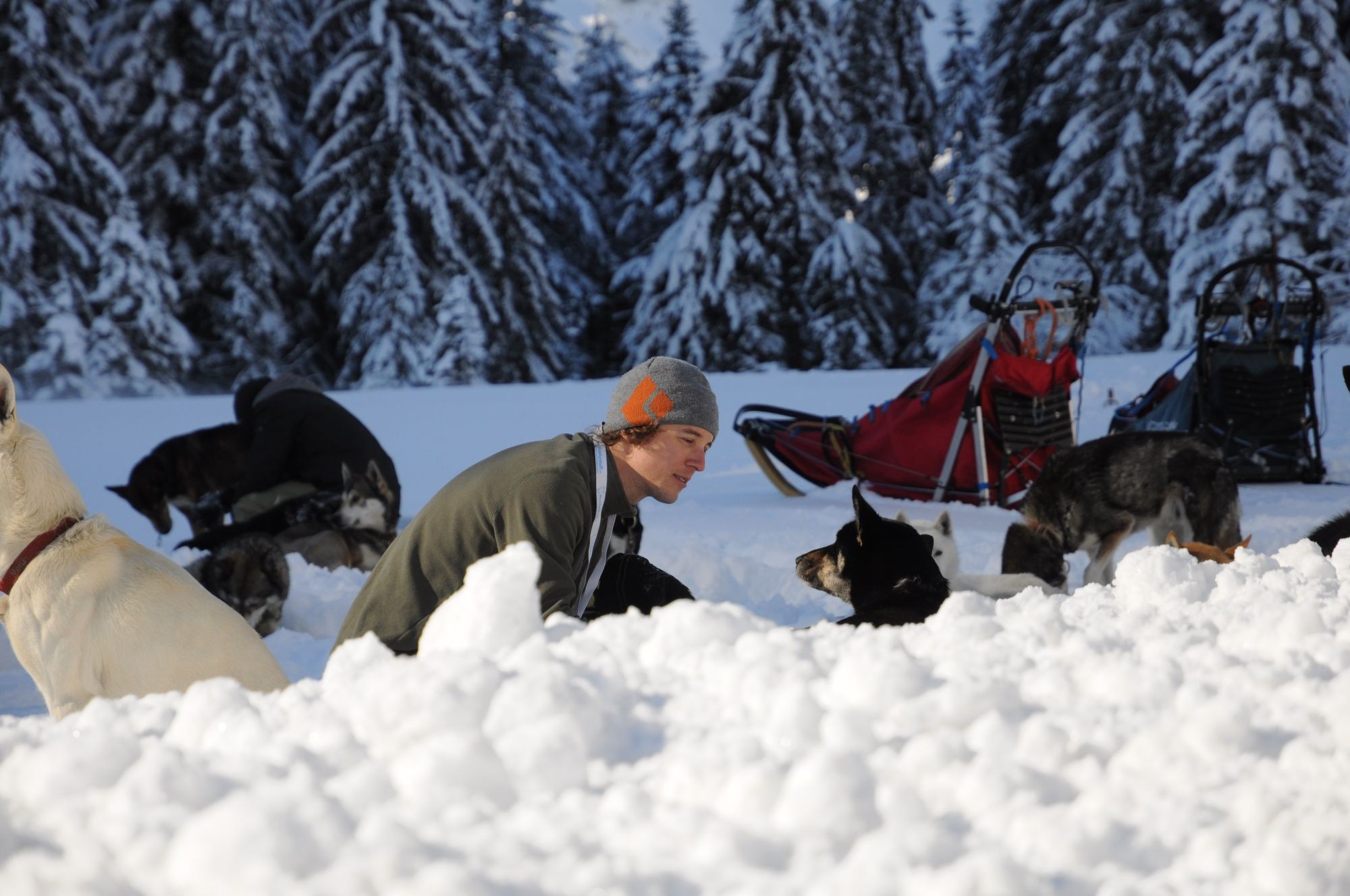 Husky půldenní výlet: Zažijte psy v sněhu, zimní přírodu a vzrušující dobrodružství v horách.
