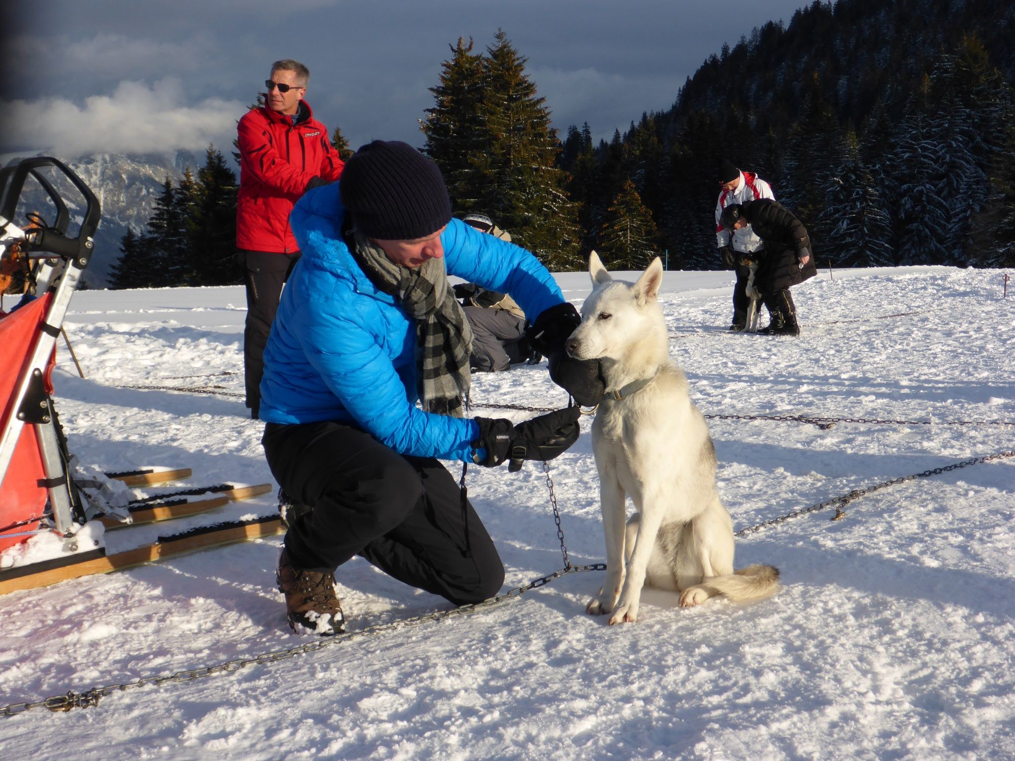 Husky půldenní výlet: Zažij vzrušující dobrodružství se psy v zimní krajině.