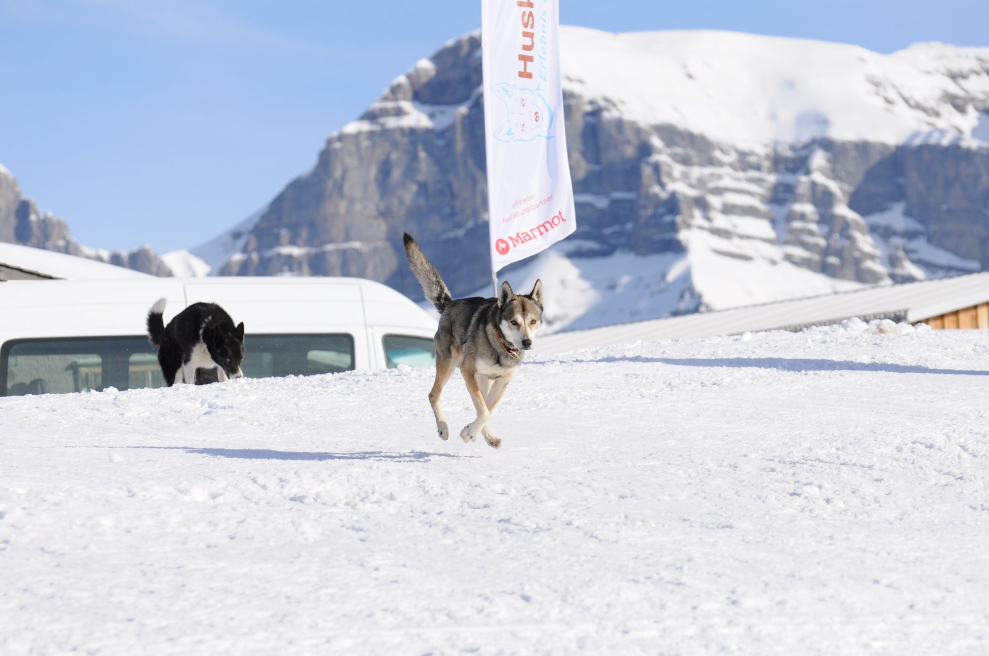 Huskytour: Huskyové si hrají ve sněhu v horách, nezapomenutelné zimní zážitky se zvířaty.