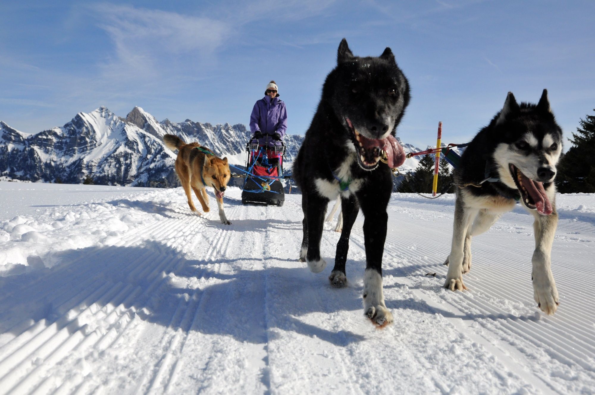 Husky poloviční den s psy v zimě v horách, nezapomenutelný zážitek v přírodě.