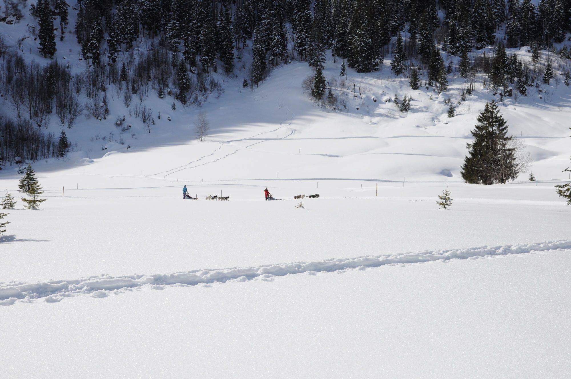 Husky polodenní výlet: zažij horskou krajinu pokrytou sněhem s husky a týmy v zimě.