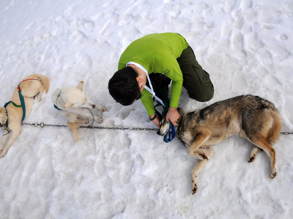 Excursão de meio dia com Huskies: Uma pessoa cuida de um cachorro enquanto outros Huskies aguardam na paisagem invernal.