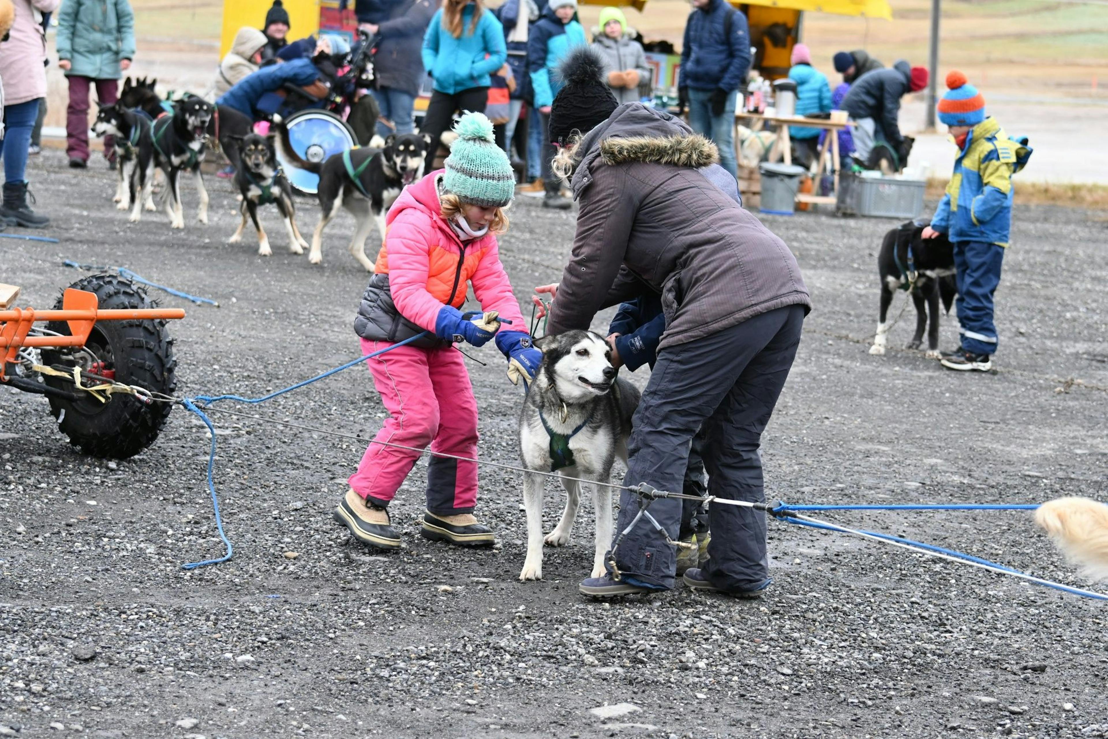Huskymotion: Forbered børn på at opleve et uforglemmeligt eventyr med huskies om vinteren.