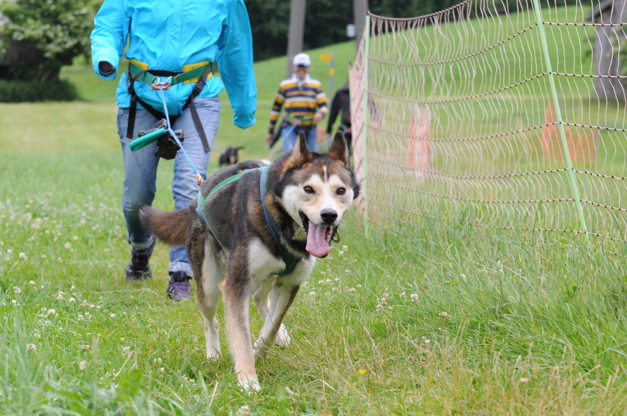 Huskytrekking: Zažijte úžasná setkání se psy při pěší túře v přírodě s naším týmem husky.